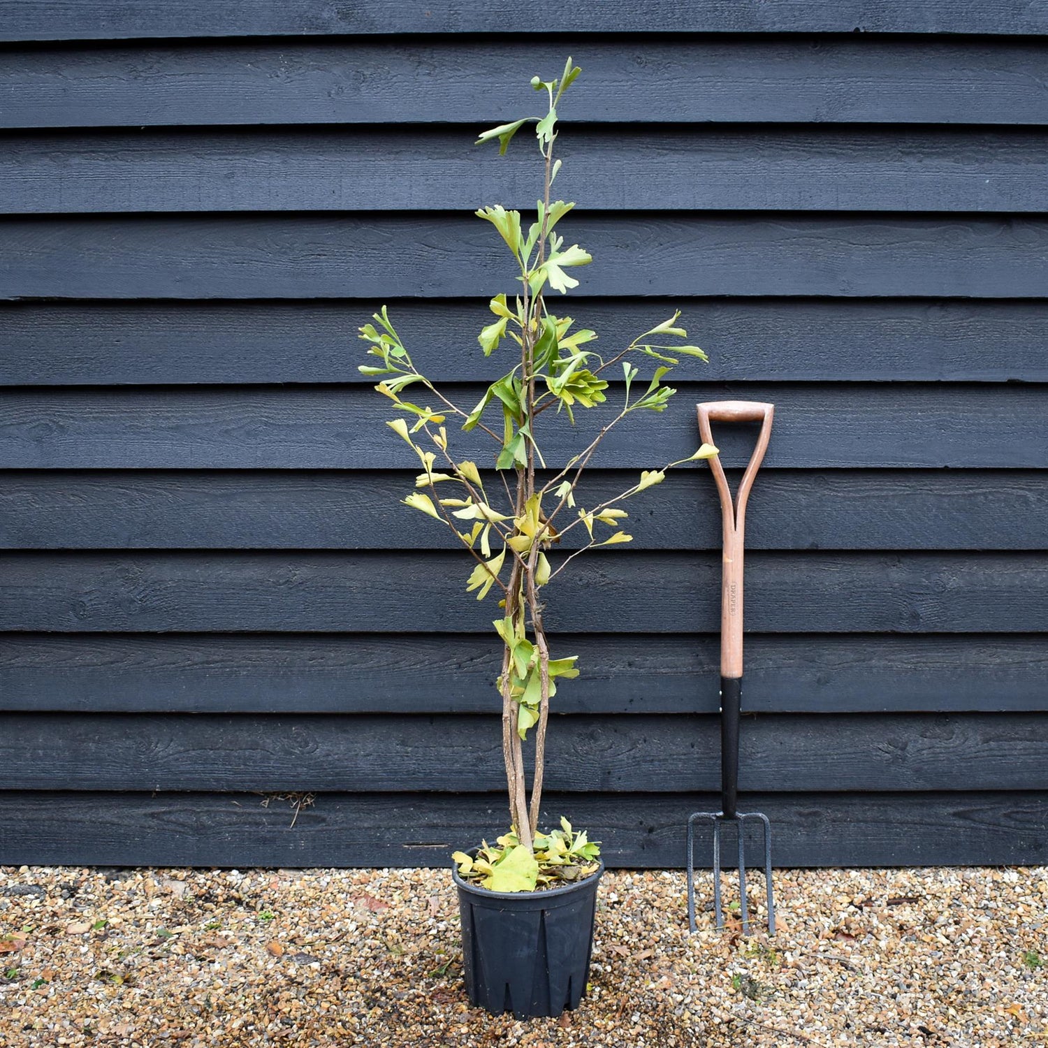 Ginkgo biloba | Maidenhair Tree - Bushy - Height 110-125cm - 12lt