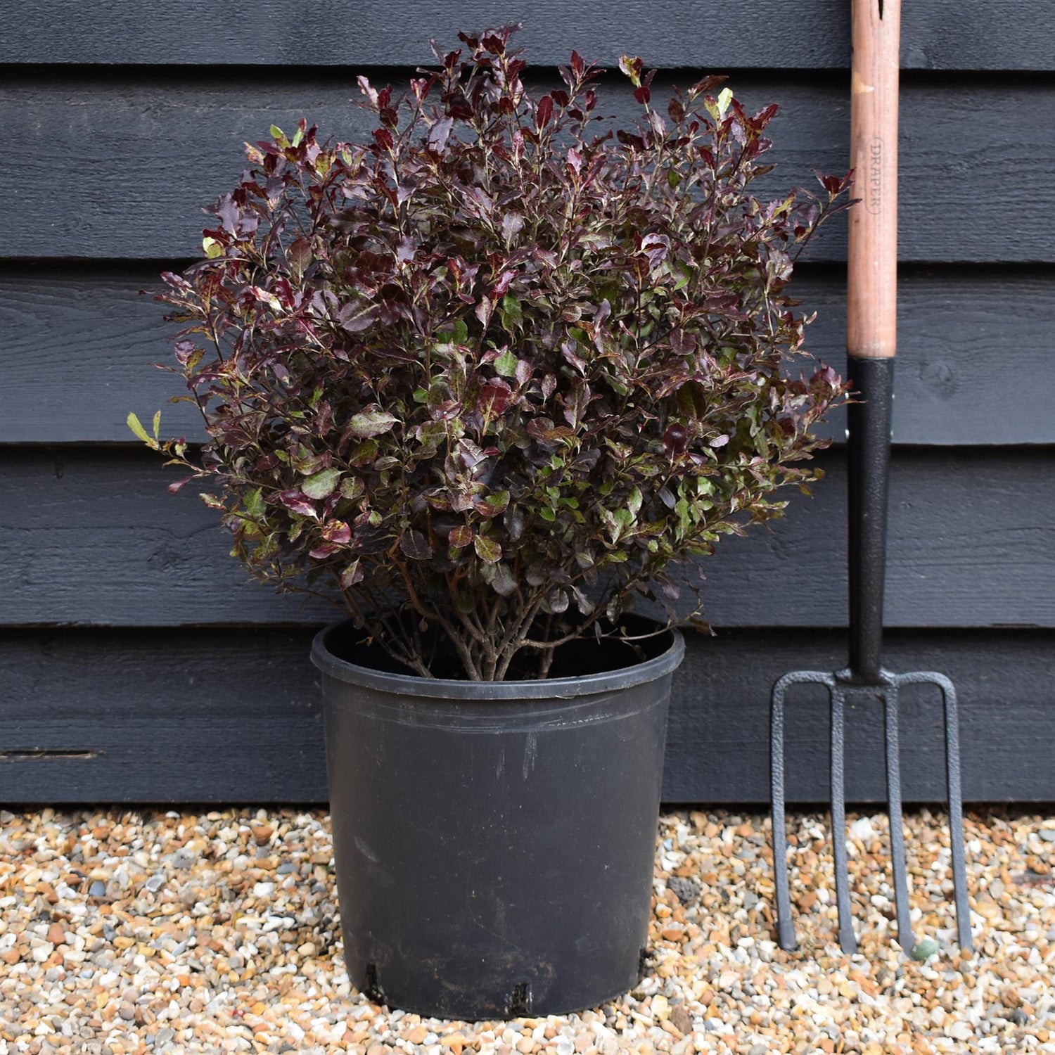 Pittosporum Tom Thumb - Shrub - Height 40-60cm - 10lt