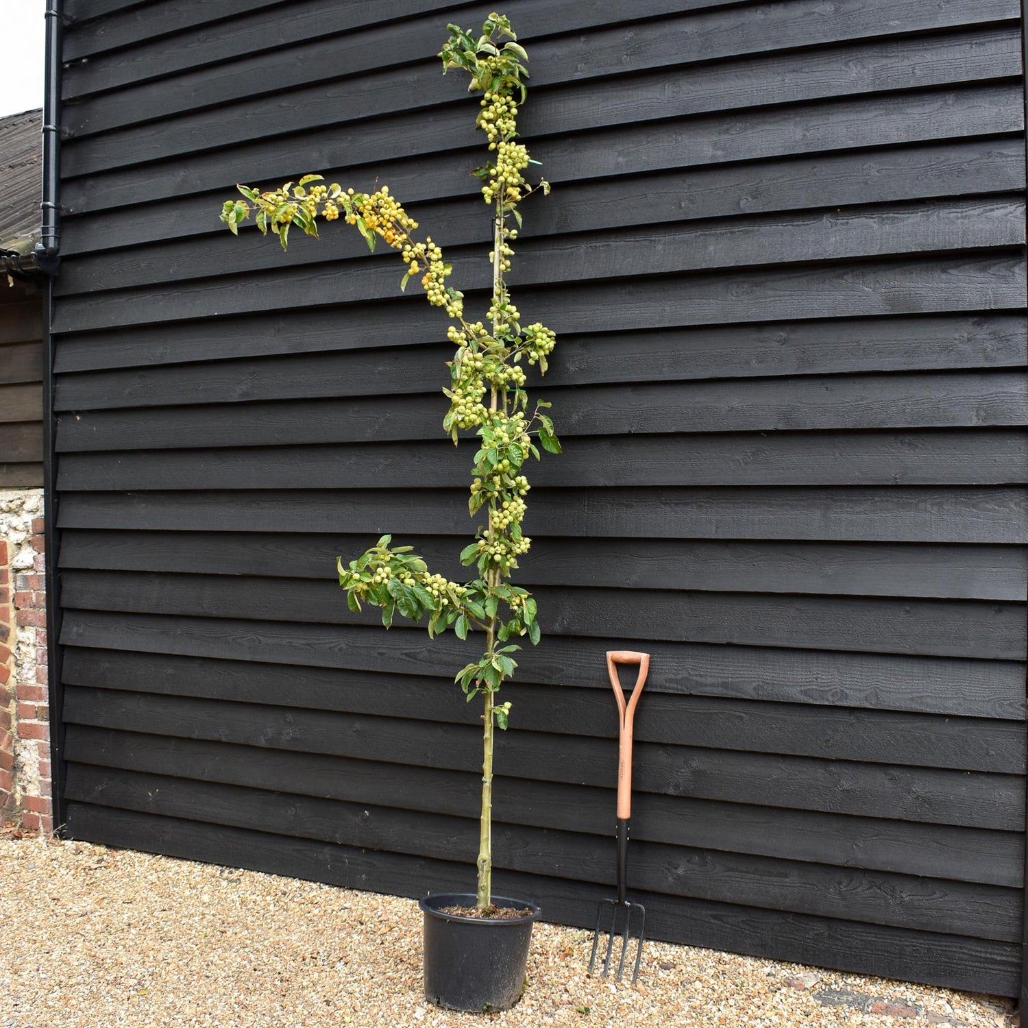 Malus 'Golden Hornet' | Flowering Crab Apple Tree, Height 240-260cm - 20lt