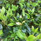 Azalea Japonica Dorothy Hayden| Rhododendron Dorothy Hayden - 70-80cm, 15lt