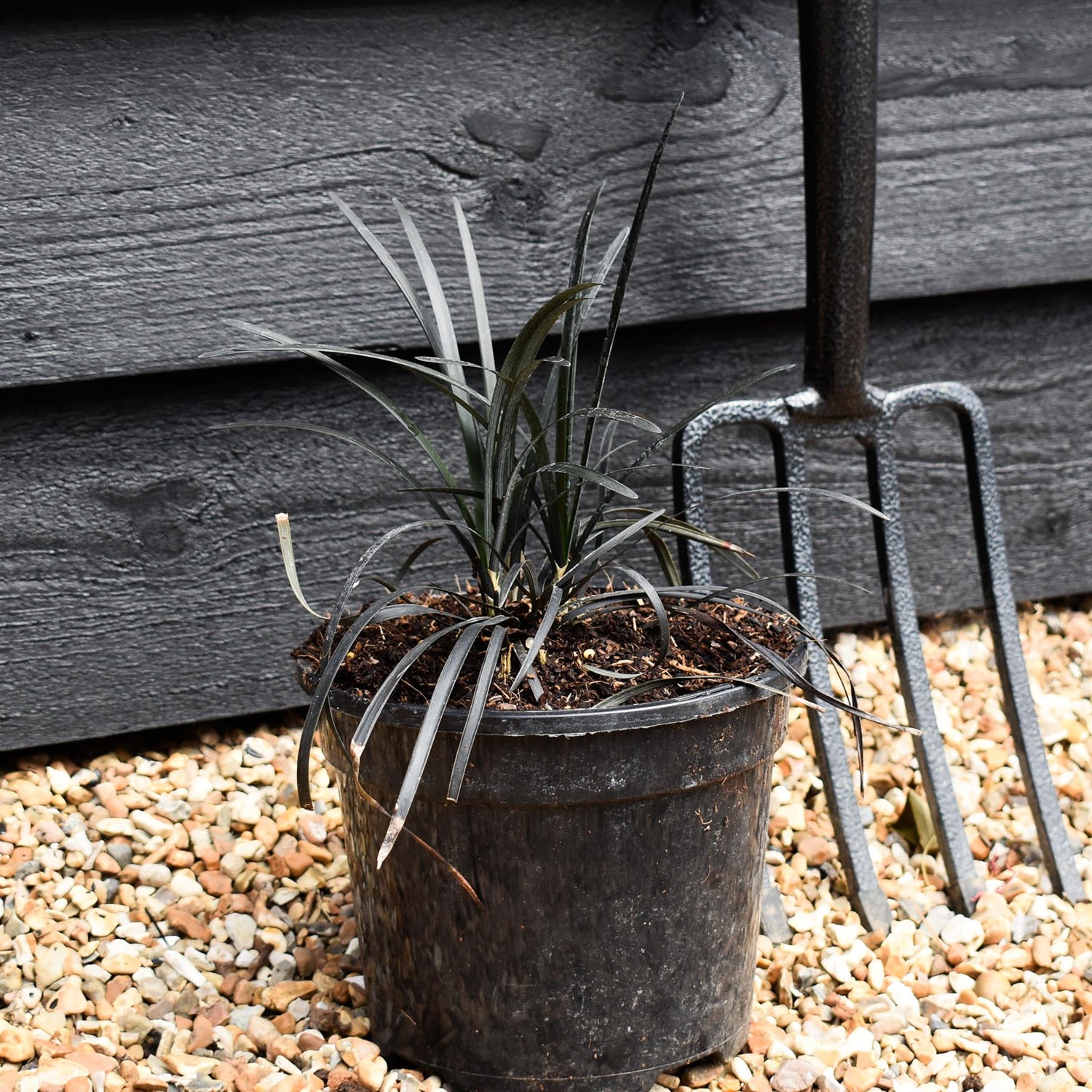 Black Mondo Grass | Ophiopogon planiscapus nigrescens - Height 10cm Width 10cm - 3lt