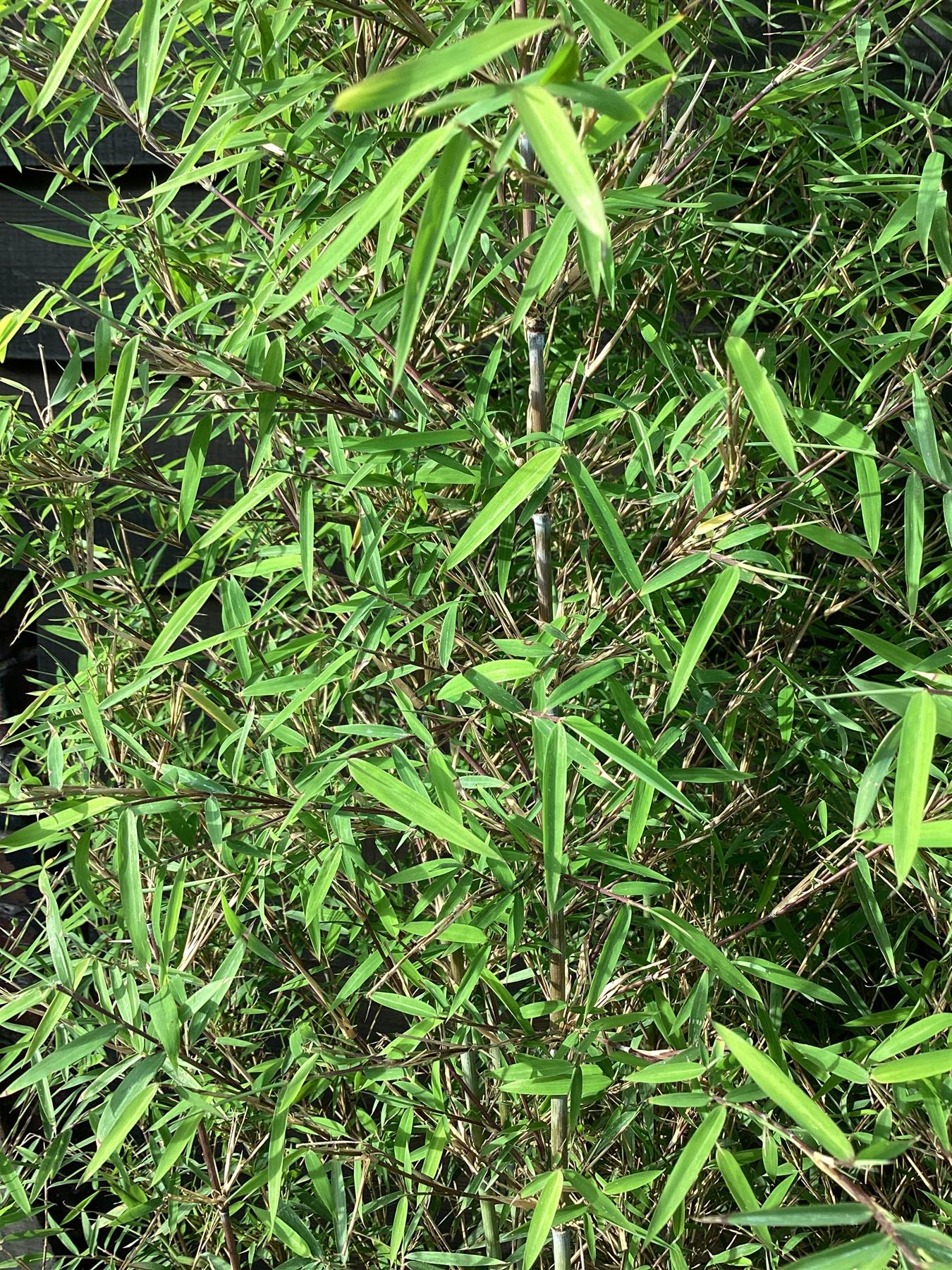 Fargesia angustissima | Narrow leaf bamboo - 200-210cm, 25lt