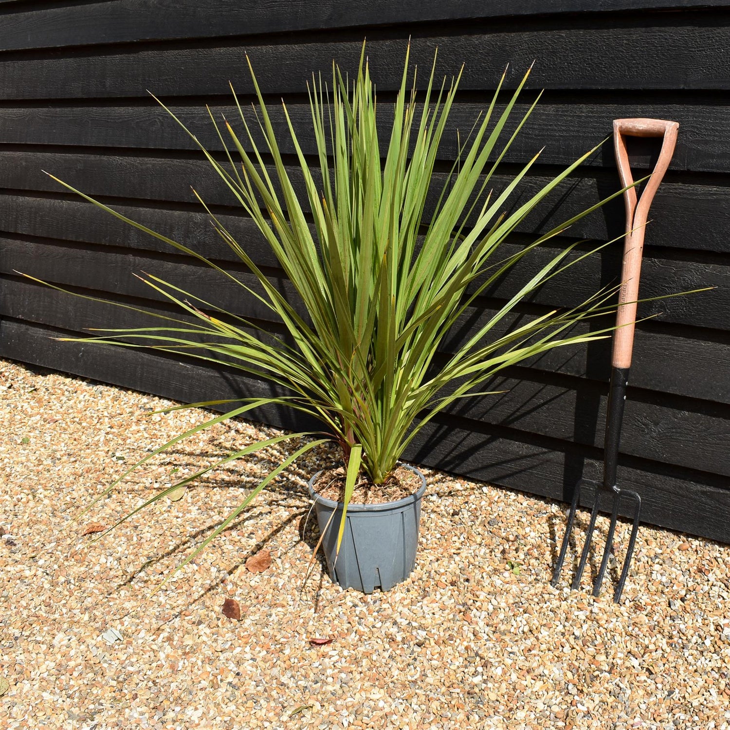 Cordyline australis | New Zealand Cabbage Palm - Multistem - Height 80-100cm - 10lt
