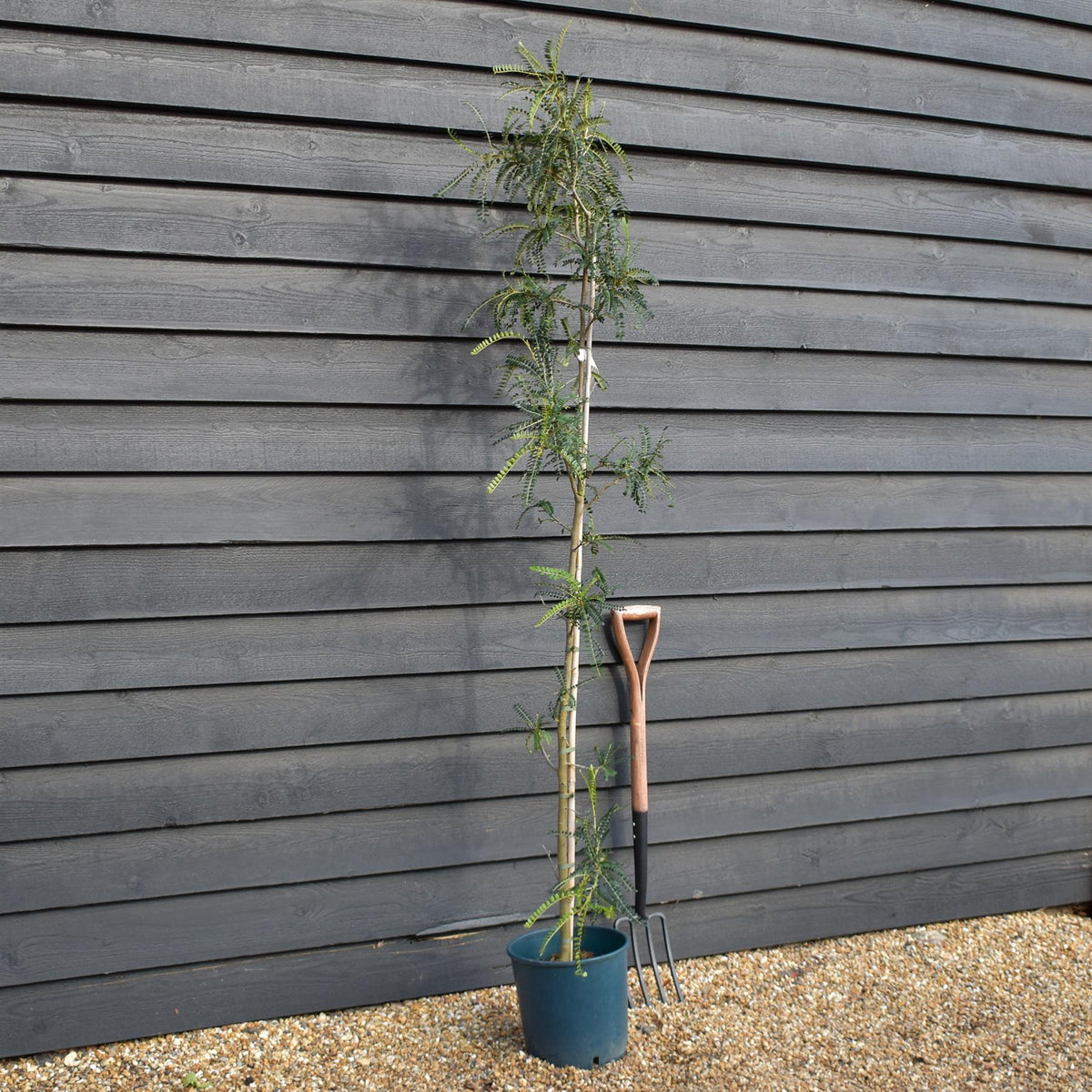Sophora microphylla 'Sun King' - Height 190-210 - 12lt