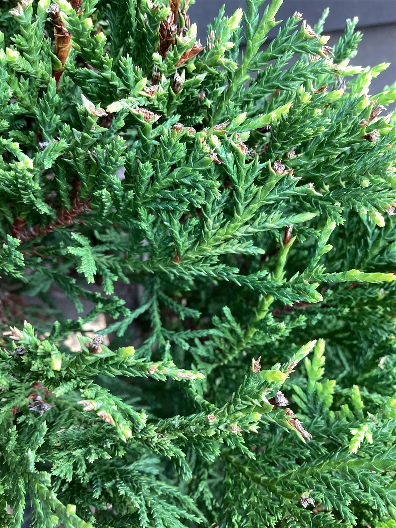 Cupressocyparis leylandii 'Castlewellan Gold' - Spiral - 10lt