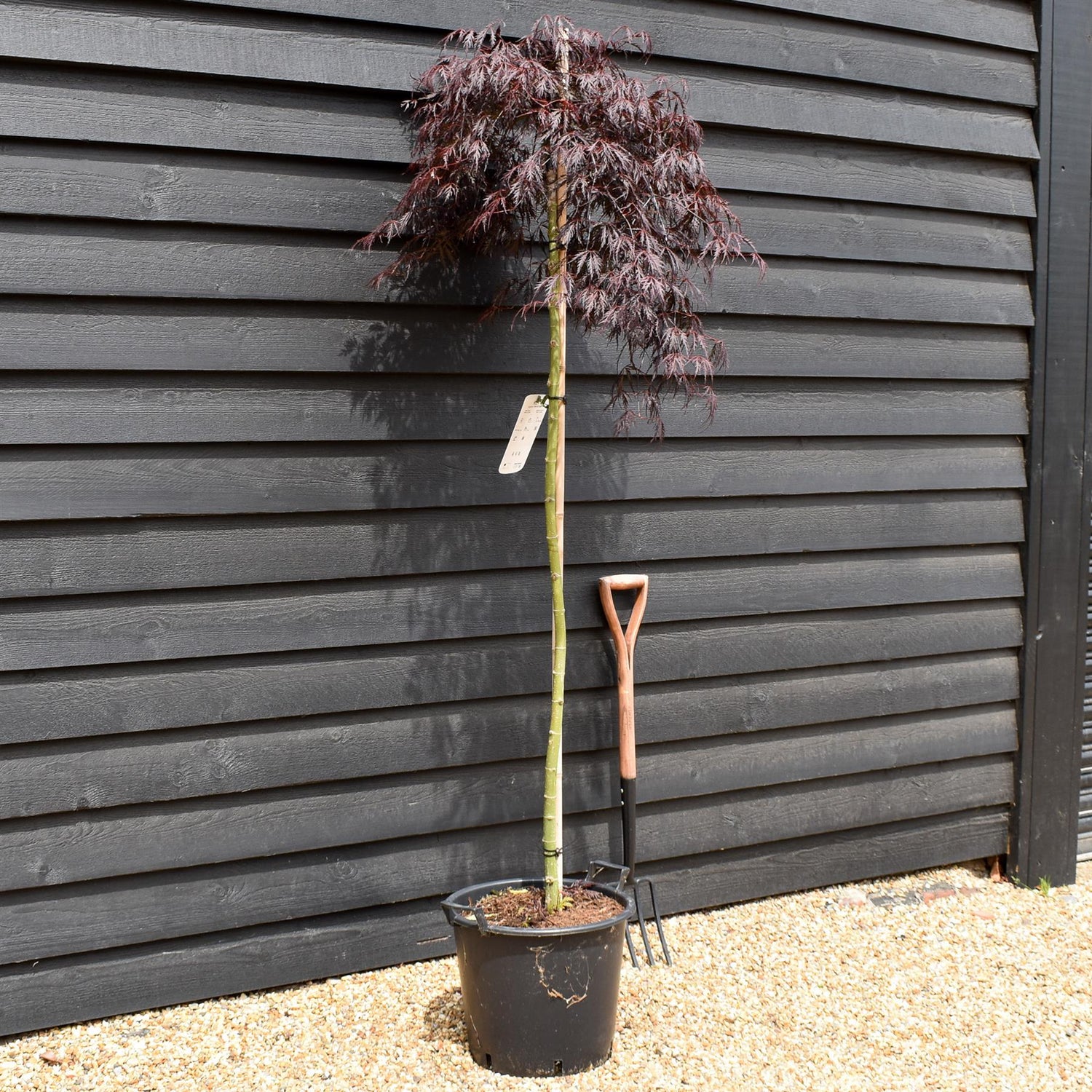 Acer palmatum 'Tamukeyama' | Purple Threadleaf Japanese maple -Three Quarter Standard - Clear Stem 160cm - Height 180-190cm - 30lt