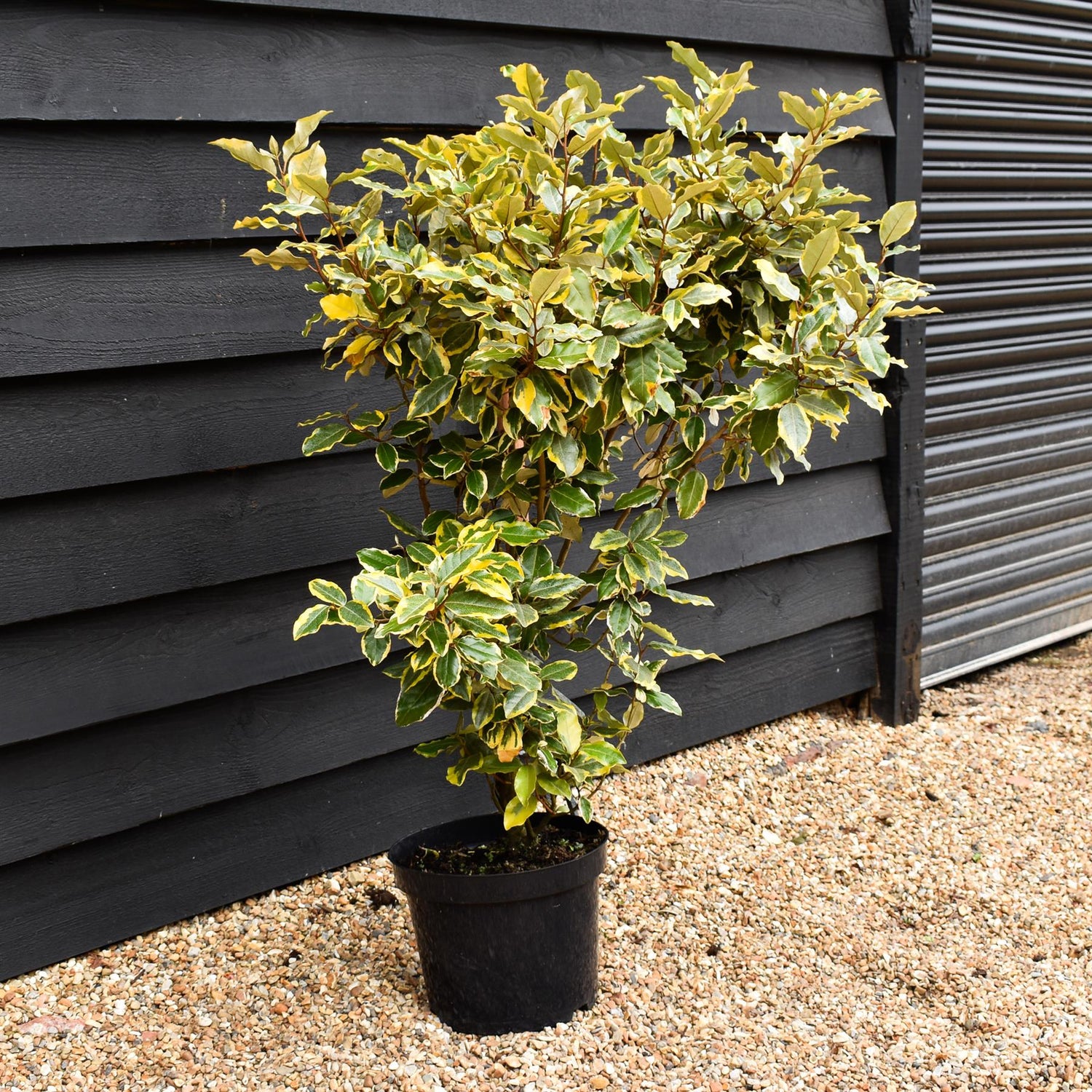 Elaeagnus x submacrophylla 'Viveleg' | Oleaster 'Viveleg' - 10lt