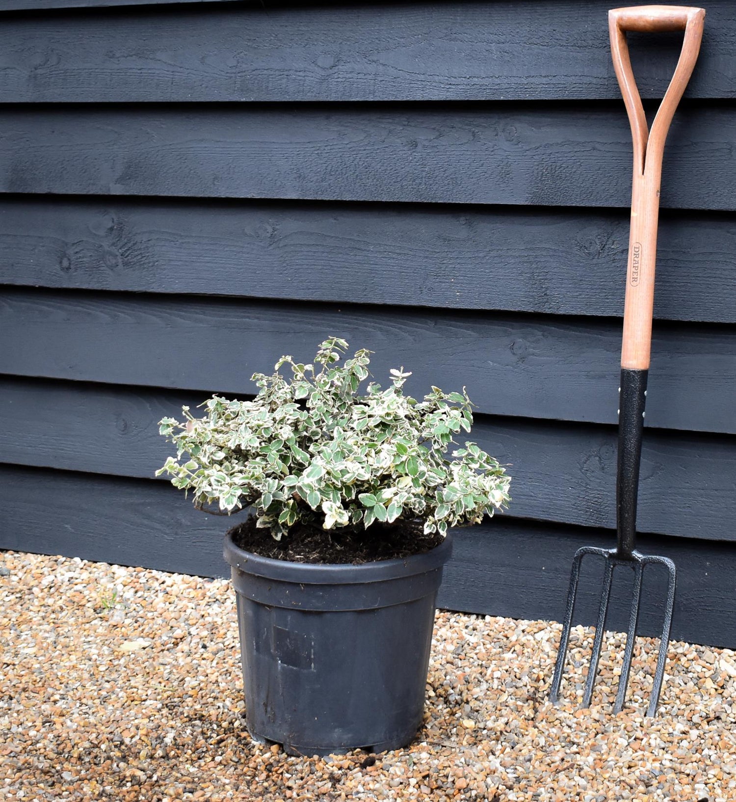Euonymus Emerald N Gaiety | Fortunes Spindle - Height 30cm - Width 50cm - 15lt