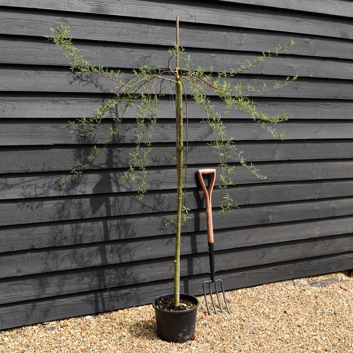 Salix purpurea 'Pendula' | Weeping Purple Willow - Height 130-150cm - 12lt