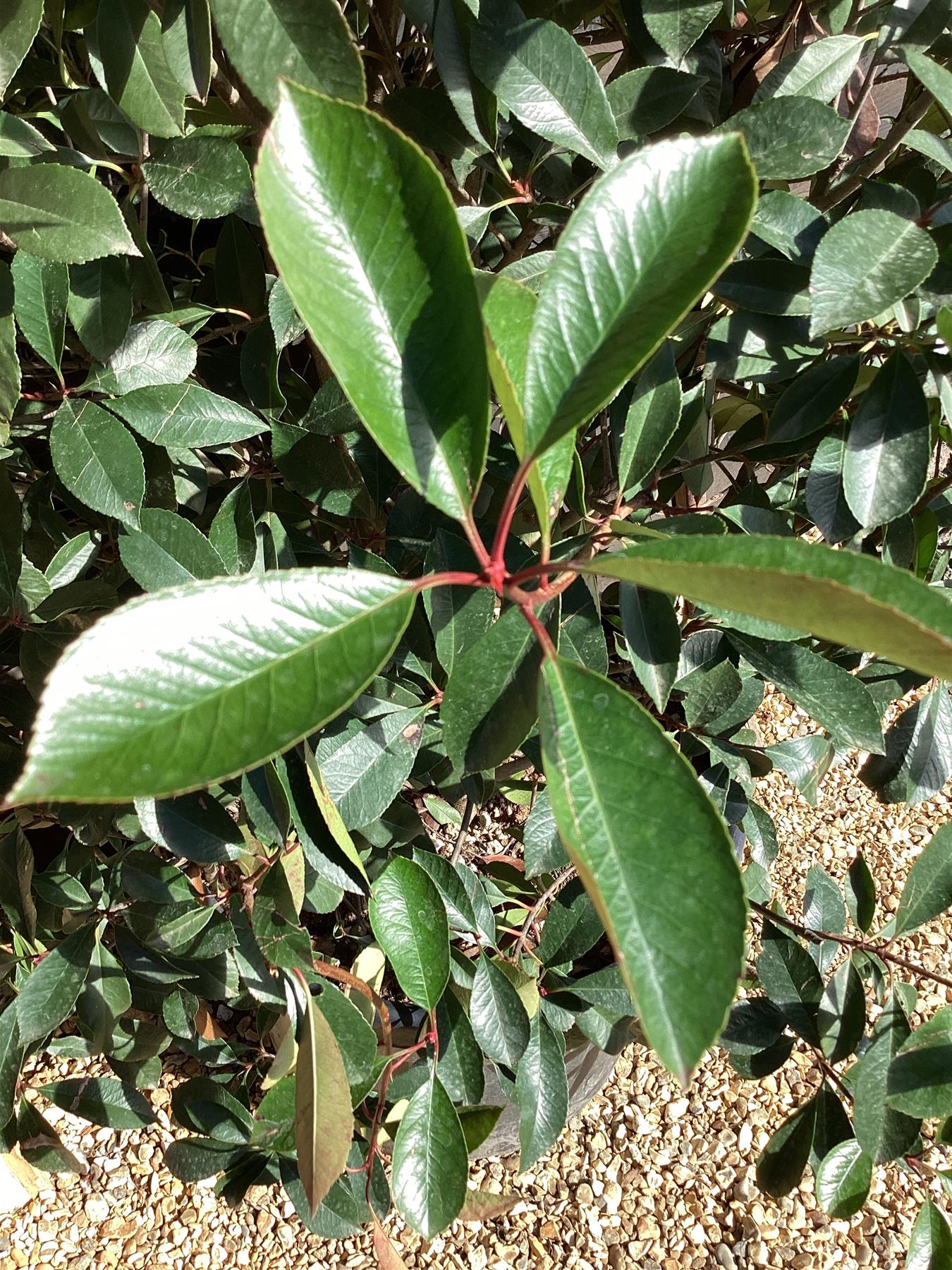Photinia Red Robin - 200-220cm - 90lt