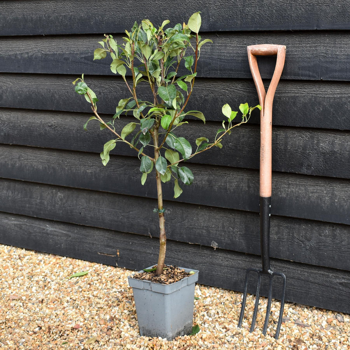 Apple tree 'Granny Smith' | Malus Domestica - Patio Rootstock - Height 80-100cm - 7lt