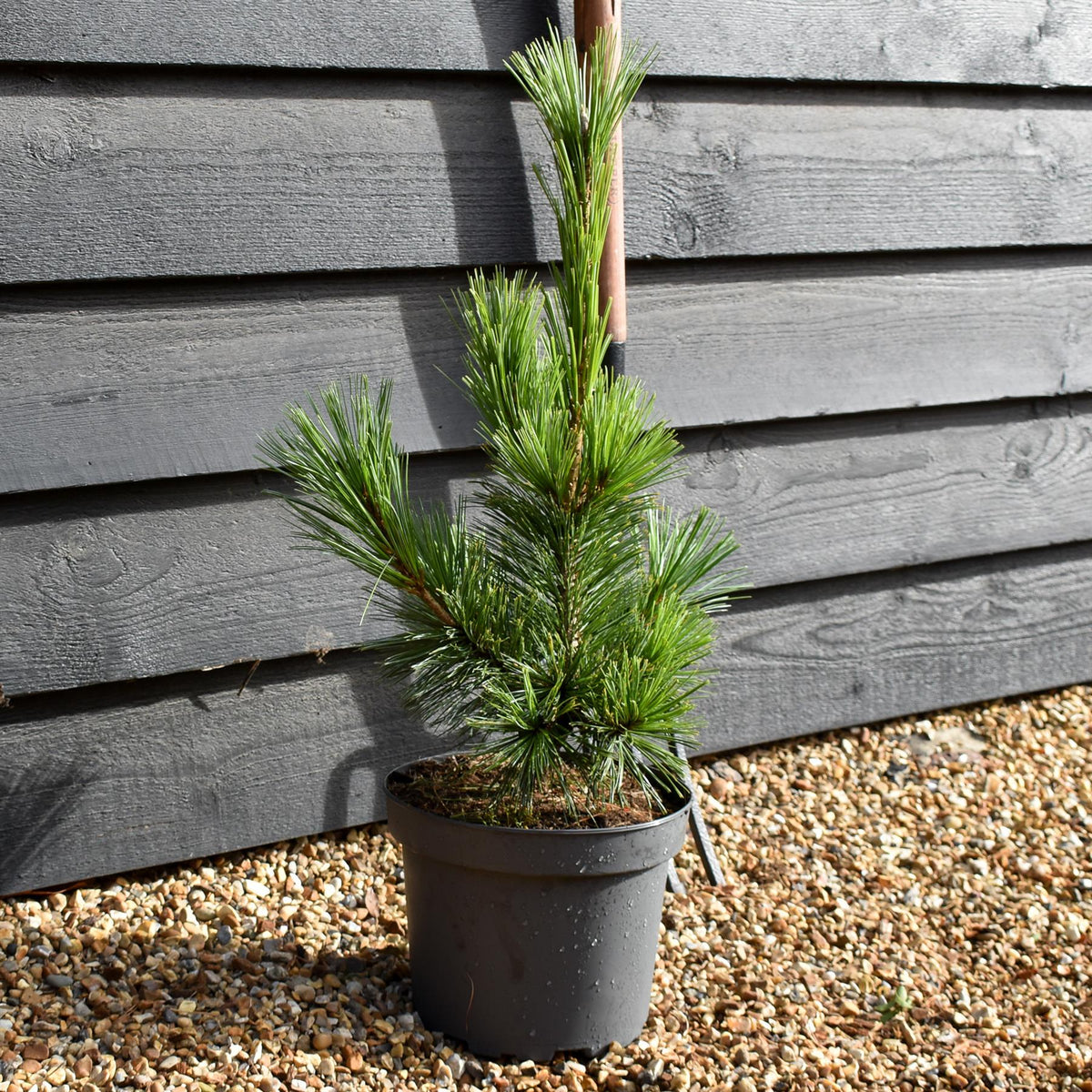 Pinus cembra Glauca | Arolla pine - Height 45-55cm - 5lt