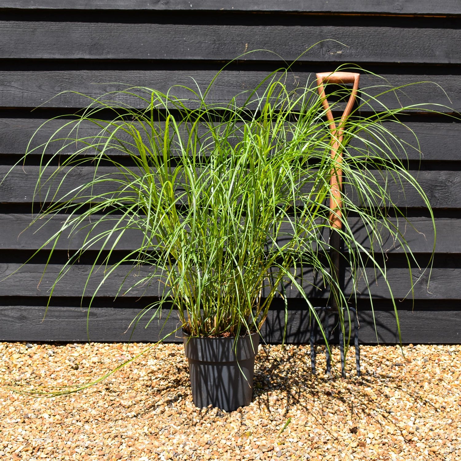Miscanthus sinensis 'Herman Mussel' - Grass - Herbaceous Perennial - Height 80-90cm - 6.5lt