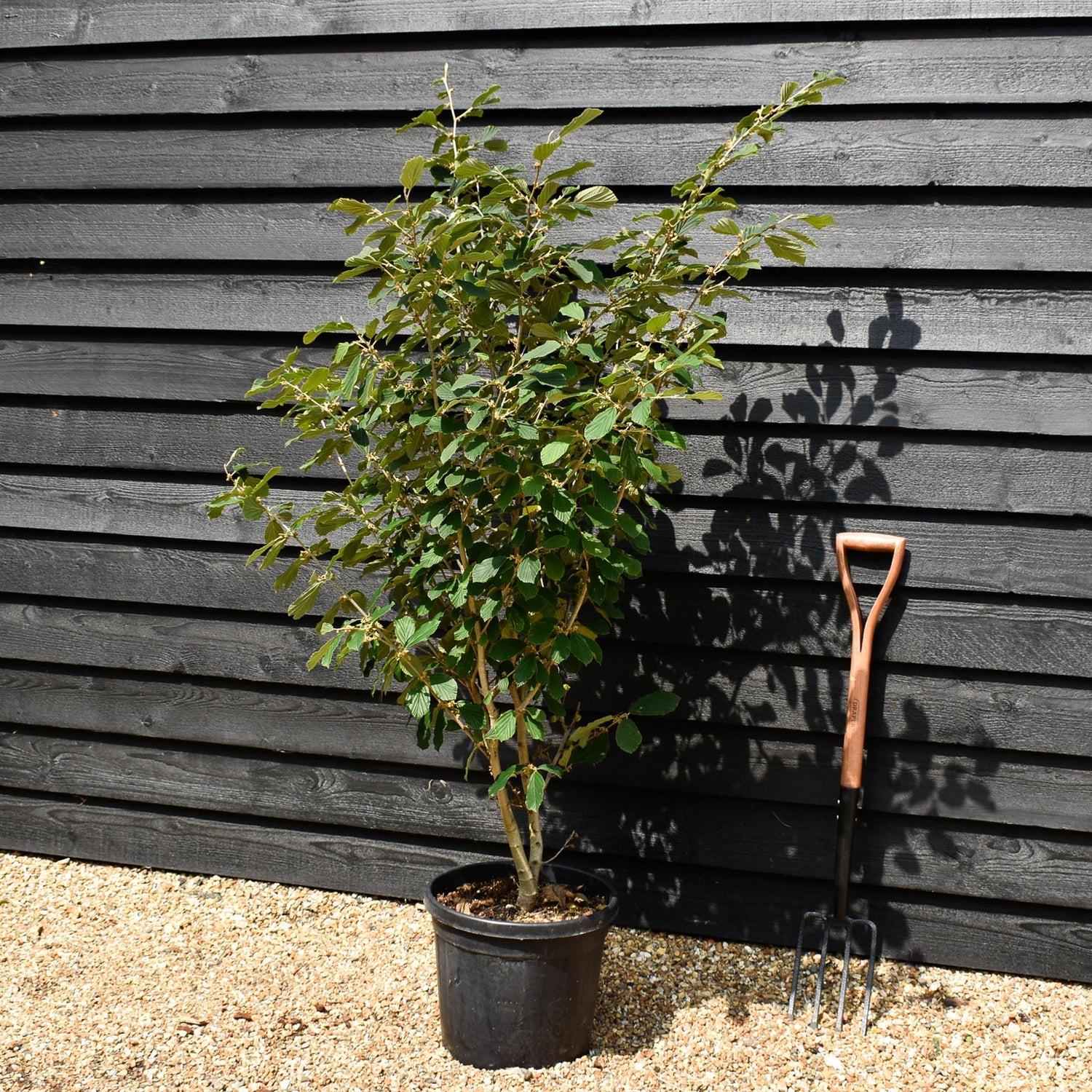 Hamamelis x intermedia 'Arnold Promise' | Witch hazel - Height 130-160cm - 25lt