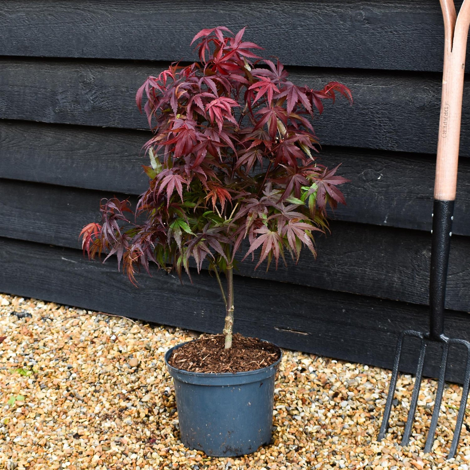 Japanese Maple | Acer palmatum 'Pixie' - Tree - Height 60-70cm - 5lt