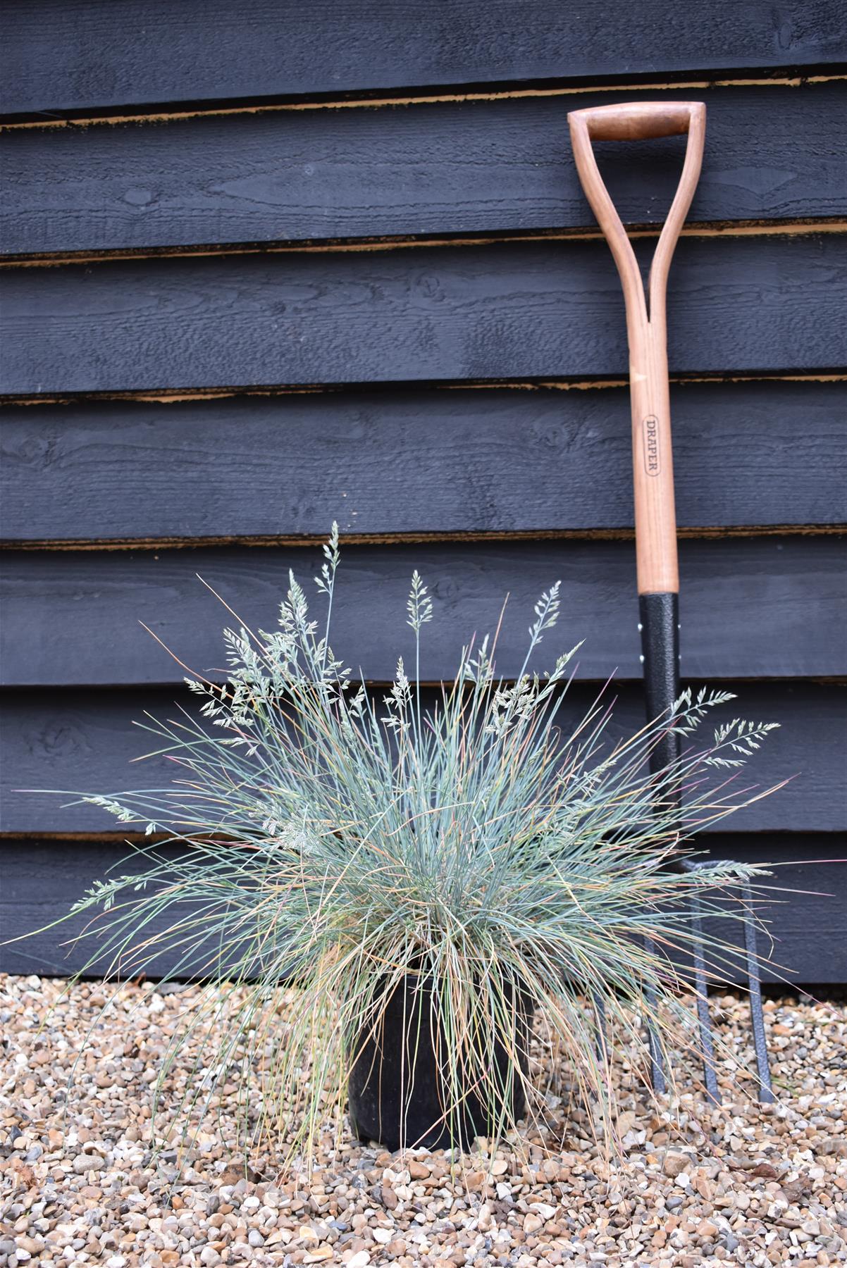 Festuca Glauca 'Elijah Blue' - 10/30cm, 2lt