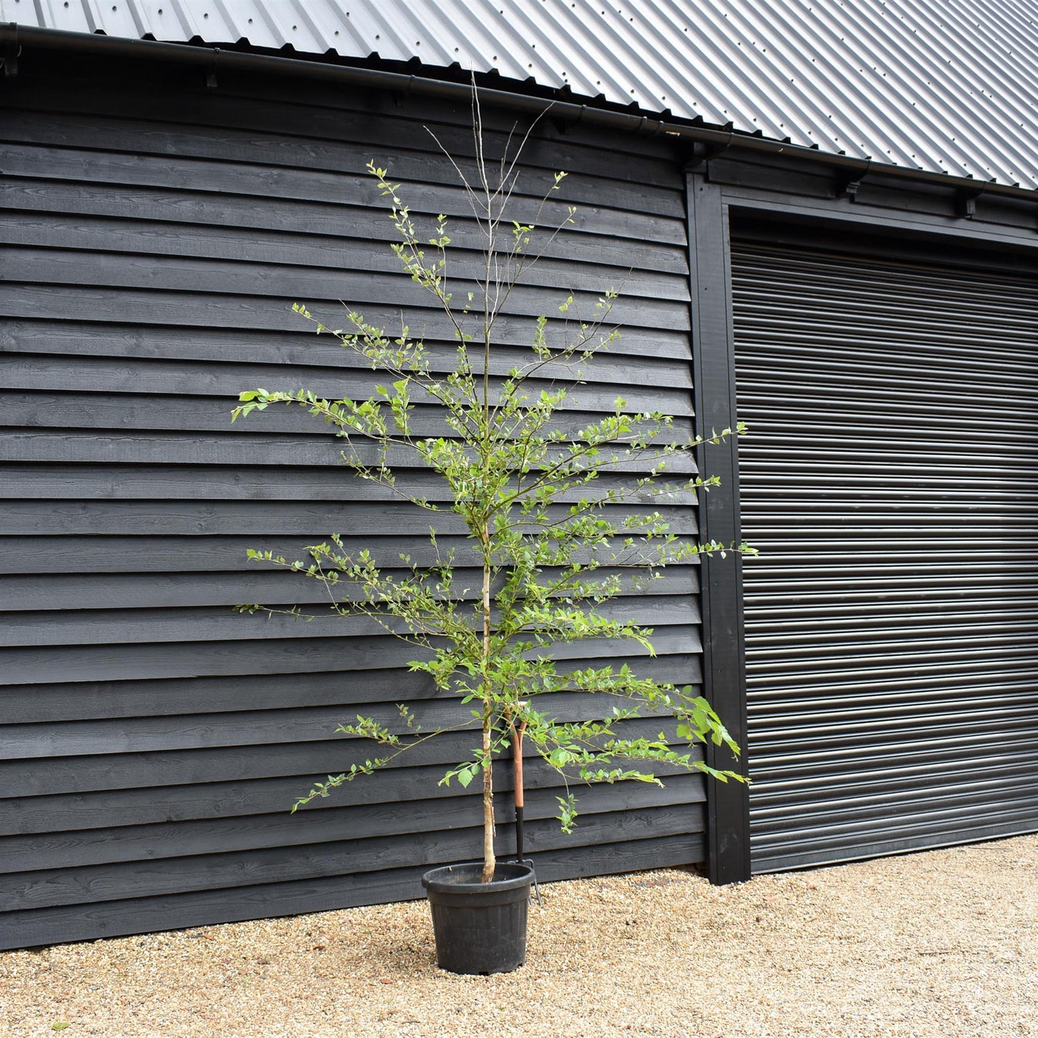 River Birch 'Heritage' | Black Birch Cully | Betula Nigra - Height - 500-550cm - Girth 8-10cm - 45lt