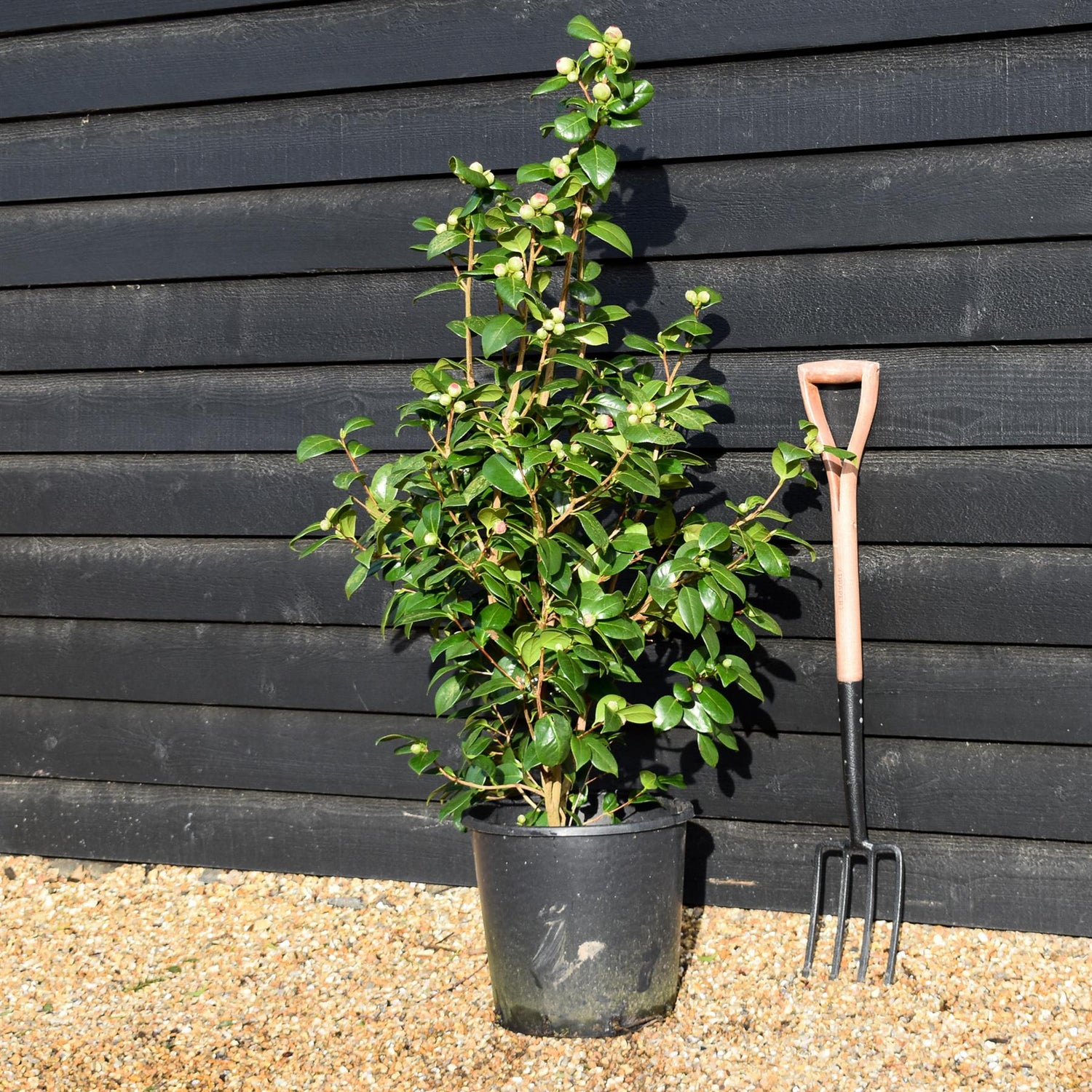 Camellia japonica 'Nuccio's Jewel' - Height 90-100cm - 25lt