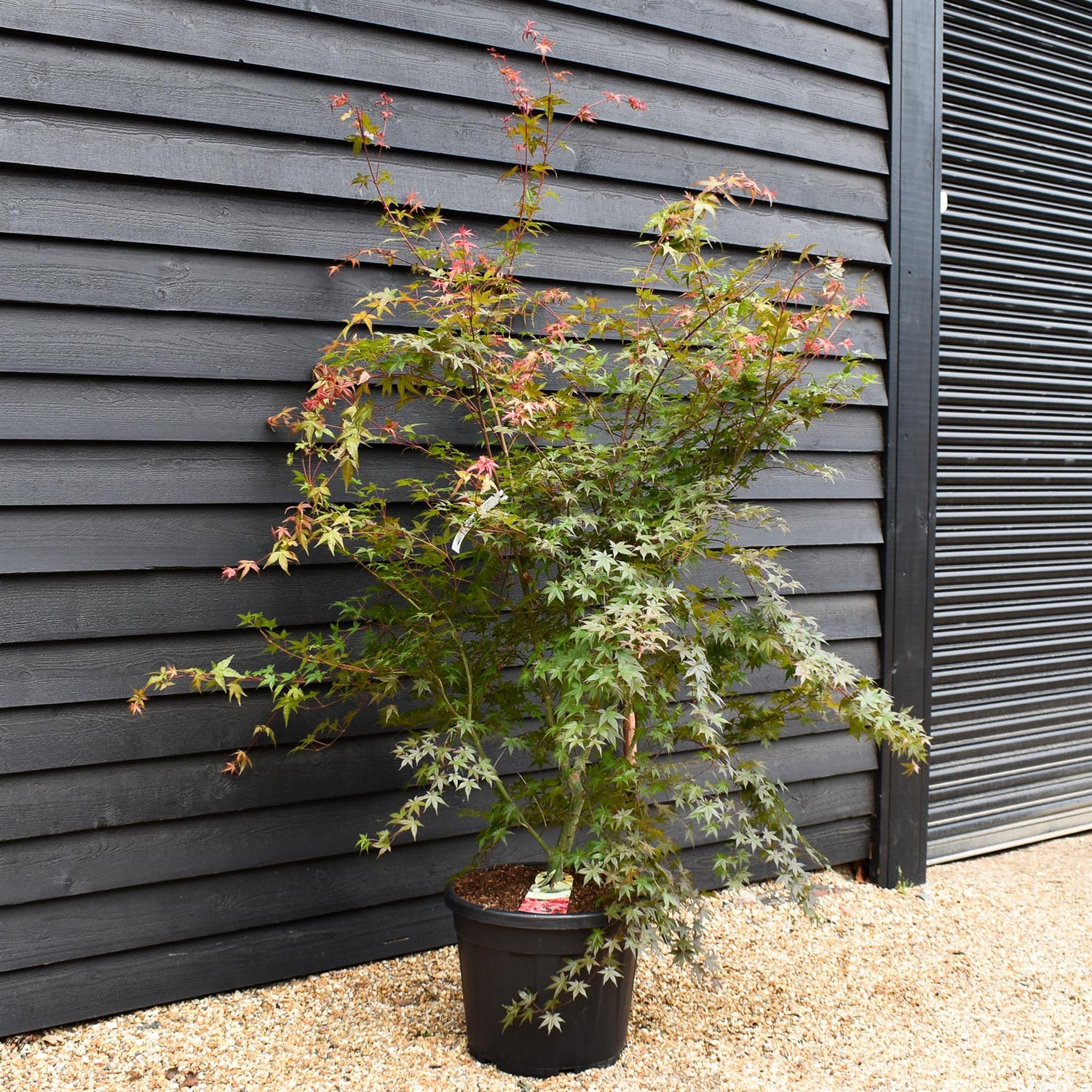 Acer palmatum 'Beni-maiko' | Japanese maple 'Beni-maiko' - Bushy -Height 190-200cm - 55lt