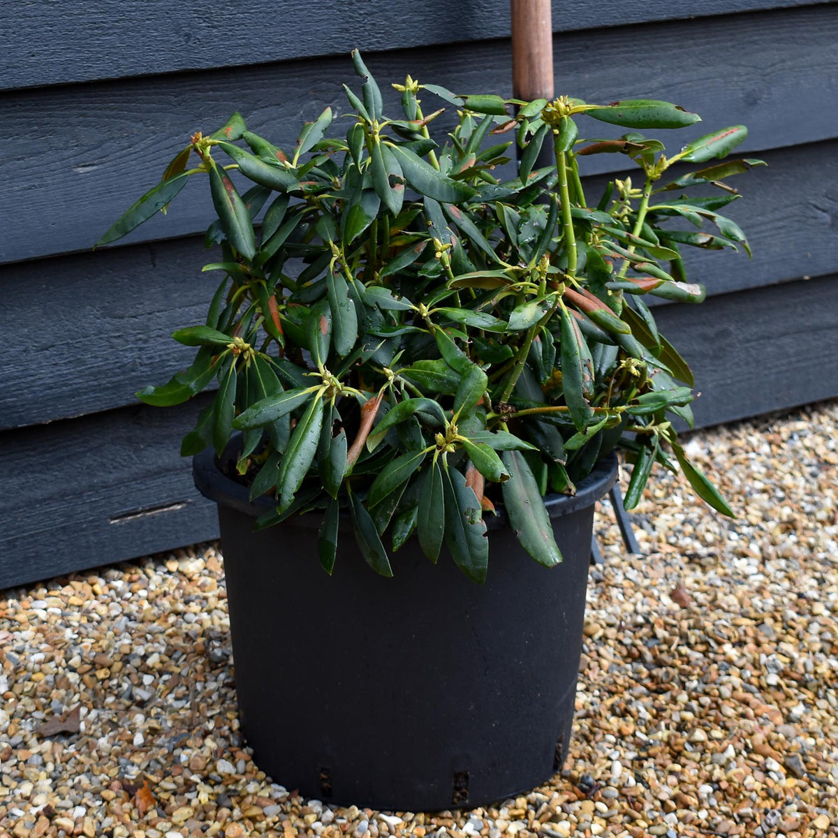 Rhododendron 'Kalinka' - Shrub - Height 60-70cm - 20lt