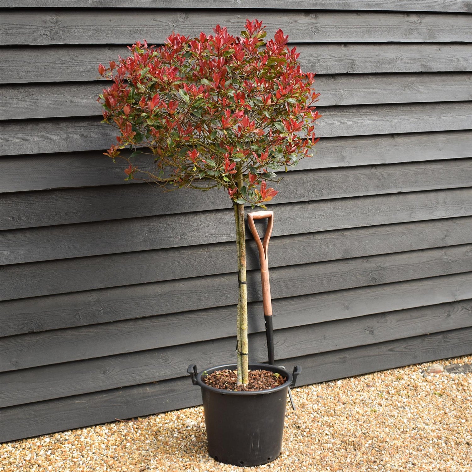 Photinia 'Atropurpurea Nana' | Japanese barberry 'Atropurpurea Nana' Half Standard - Height 120-130cm, - 30lt