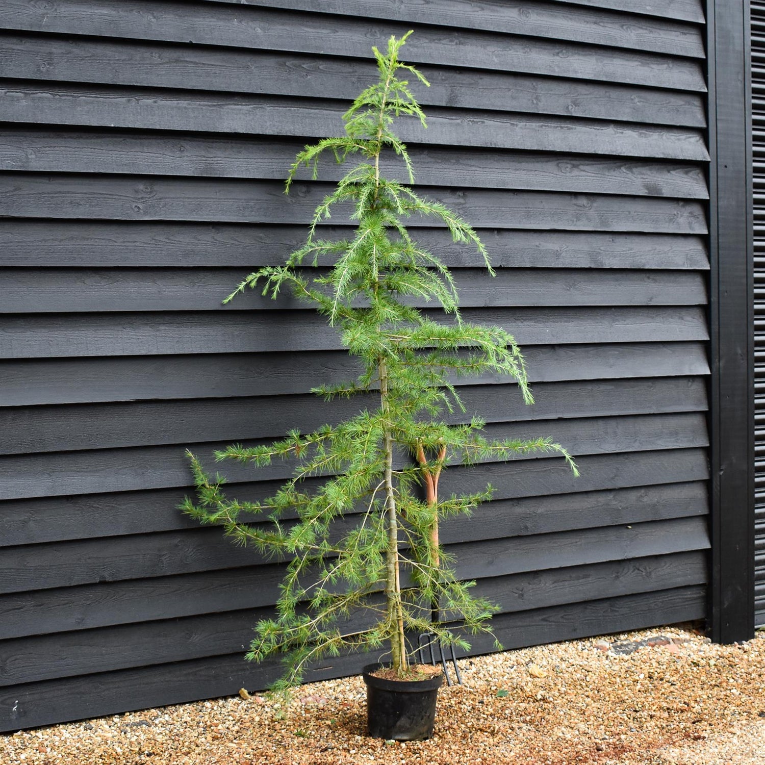 Cedrus deodara | Himalayan Cedar - 220-250cm, 70lt