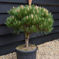 Pinus Nigra 'Brepo' | Dwarf Austrian Pine - Clear Stem 10cm - Height 50-60cm - Width 60cm - 18lt