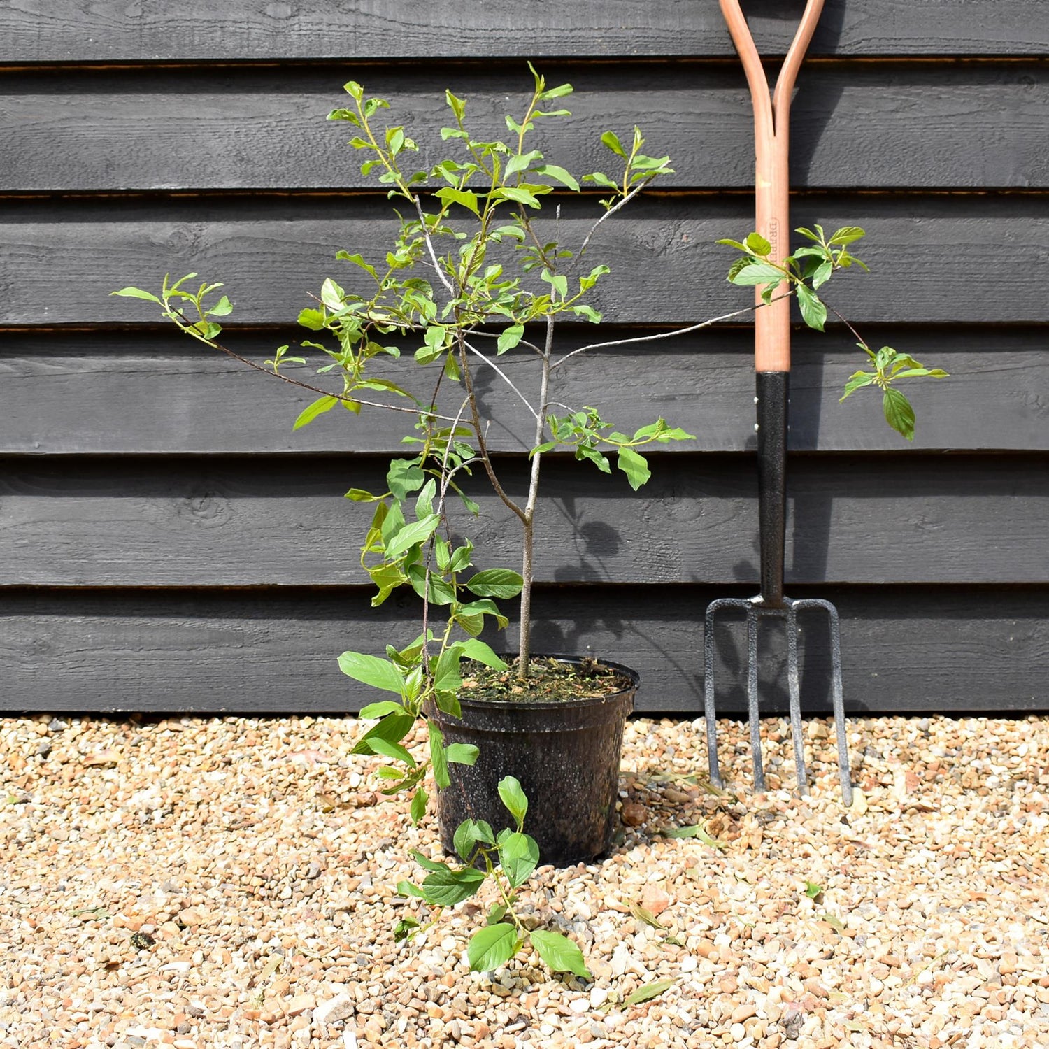 Frangula Alnus - Alder Buckthorn - Height 50-60cm - Bushy - 5lt