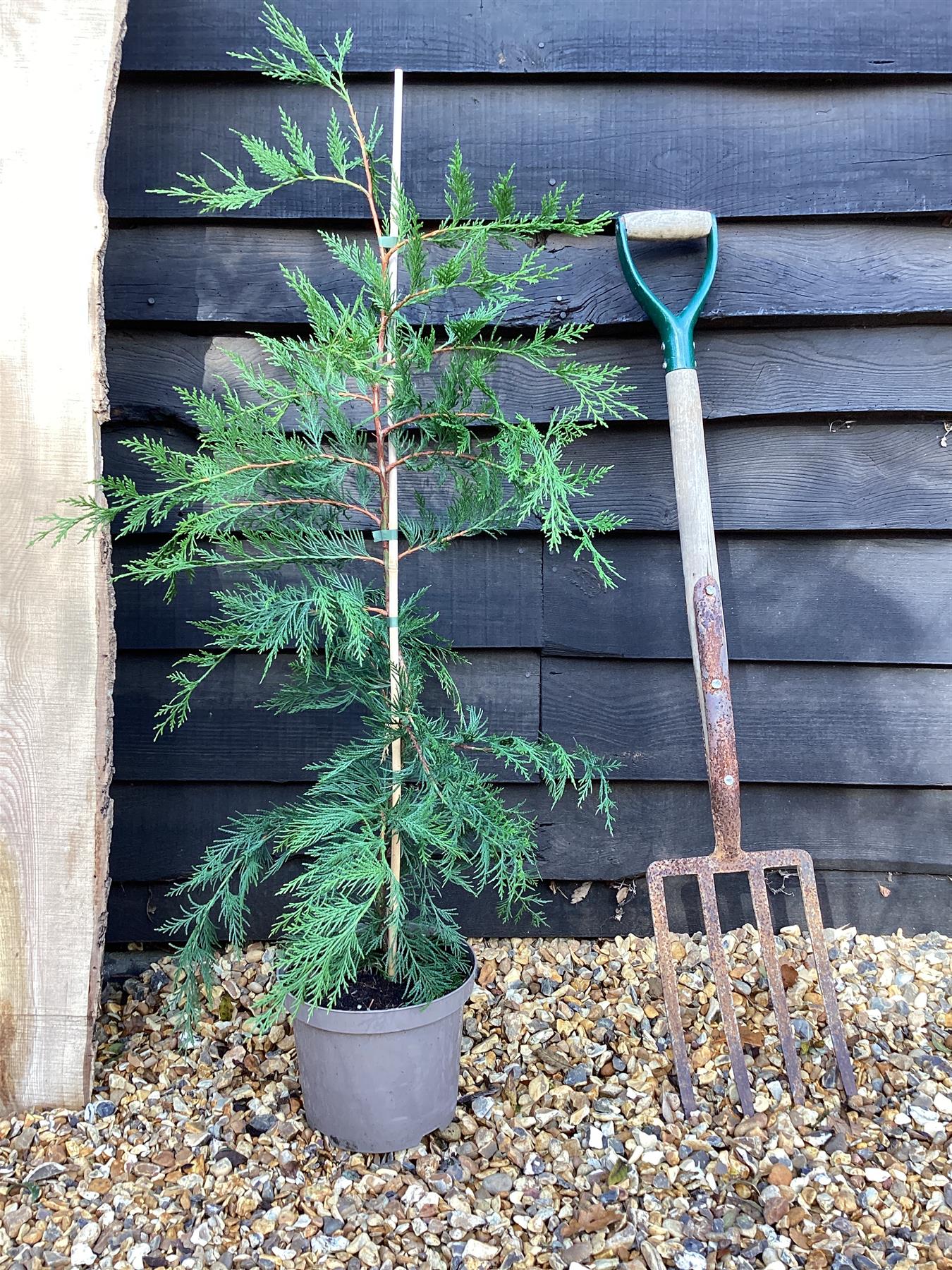 Cuprocyparis leylandii - 100-110cm, 5lt