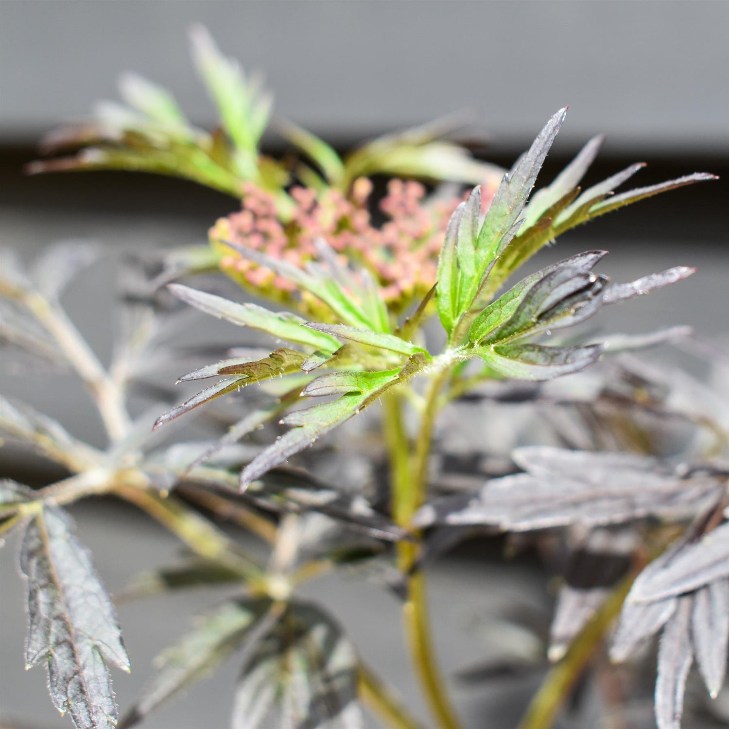 Sambucus nigra Black Lace - Height 15-30cm - Shrub - 2lt