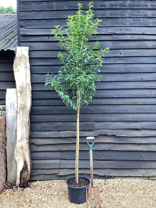 Prunus lusitanica 'Myrtifolia' | Portuguese Laurel - Tree - Clear Stem 120cm - Height 200-210cm - Girth 8-10cm - 25lt