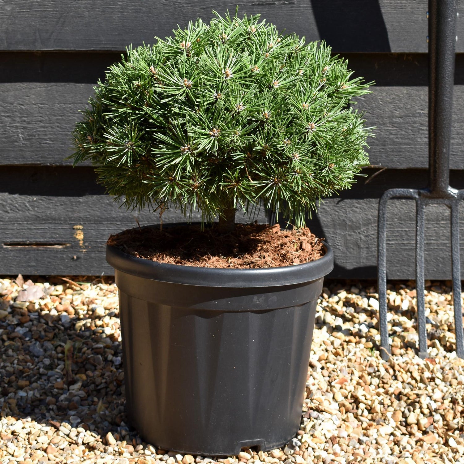 Pinus mugo 'Benjamin' - Height 20-25cm - Width 30-40cm - 8lt