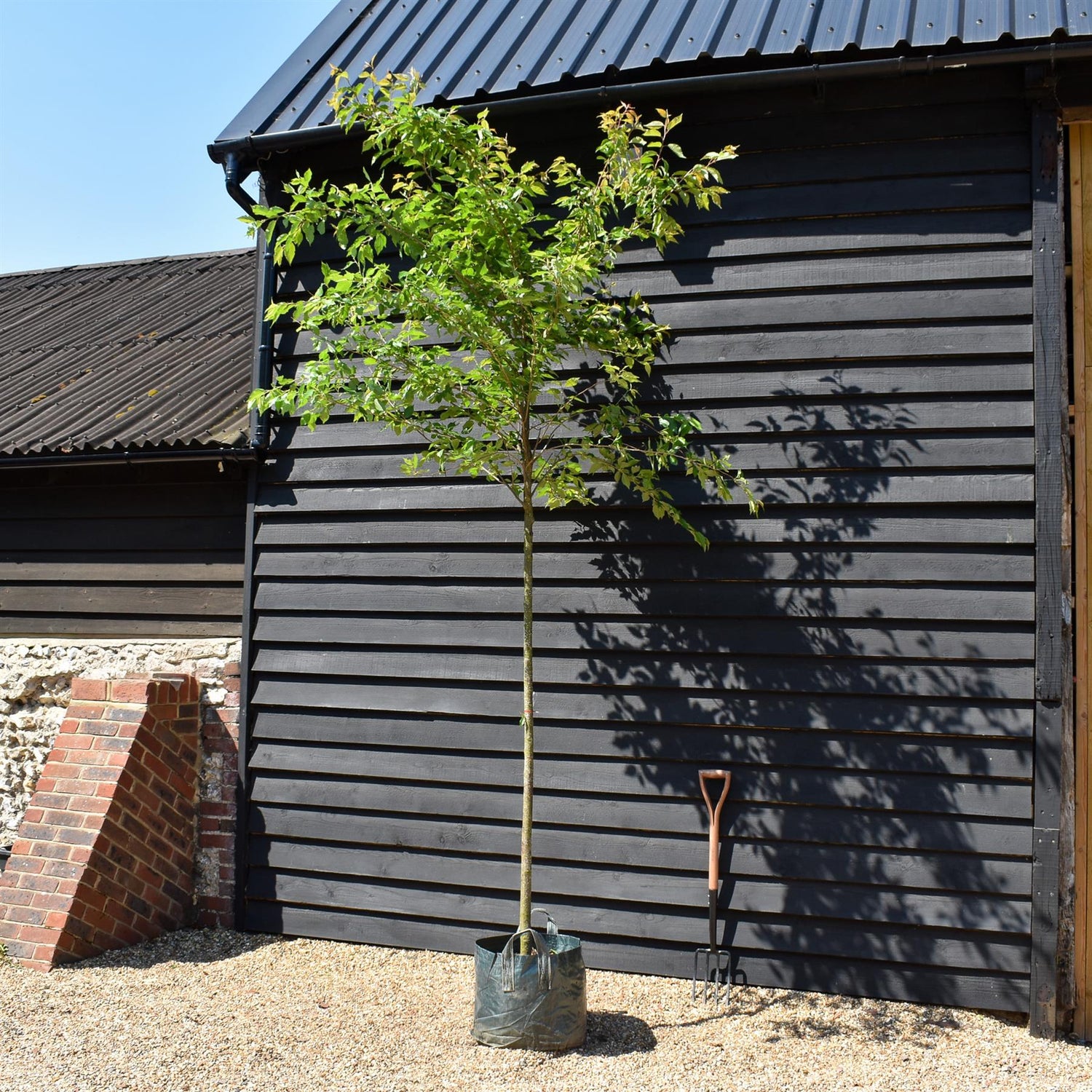 Sorbus arnoldiana 'White Wax' - Clear Stem 160cm - Girth 8-10cm - Height 300-350cm - 45lt