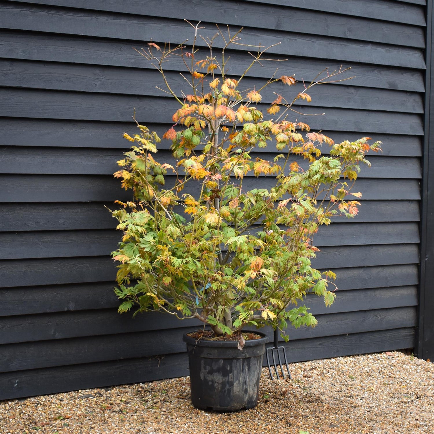 Acer japonicum 'Aconitifolium' | Downy Japanese maple -  Height 160-170cm - 55lt
