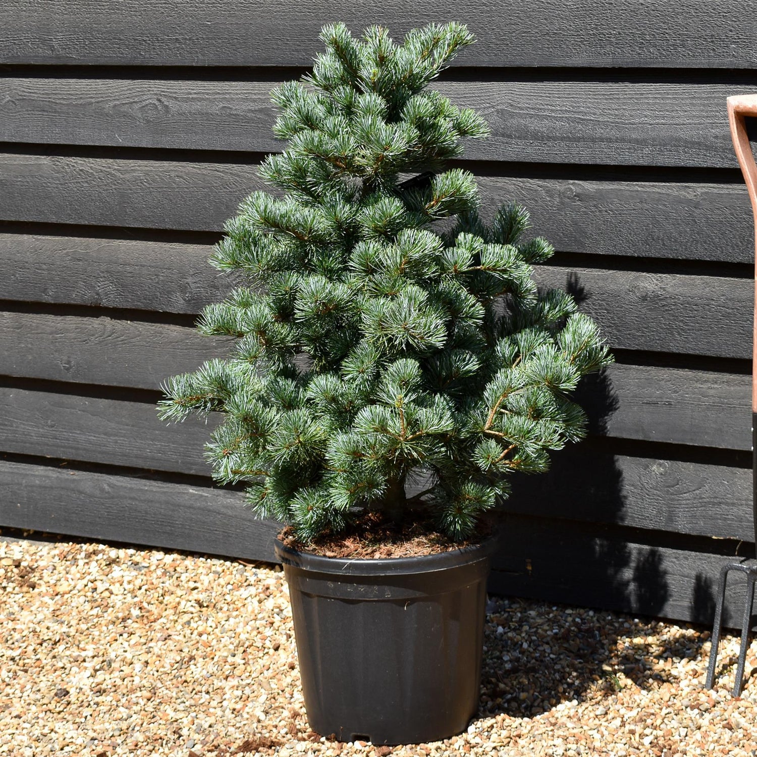 Pinus parviflora 'Negishi' | Japanese white pine - Height 80cm-90cm - Width 50cm-60cm - 20lt