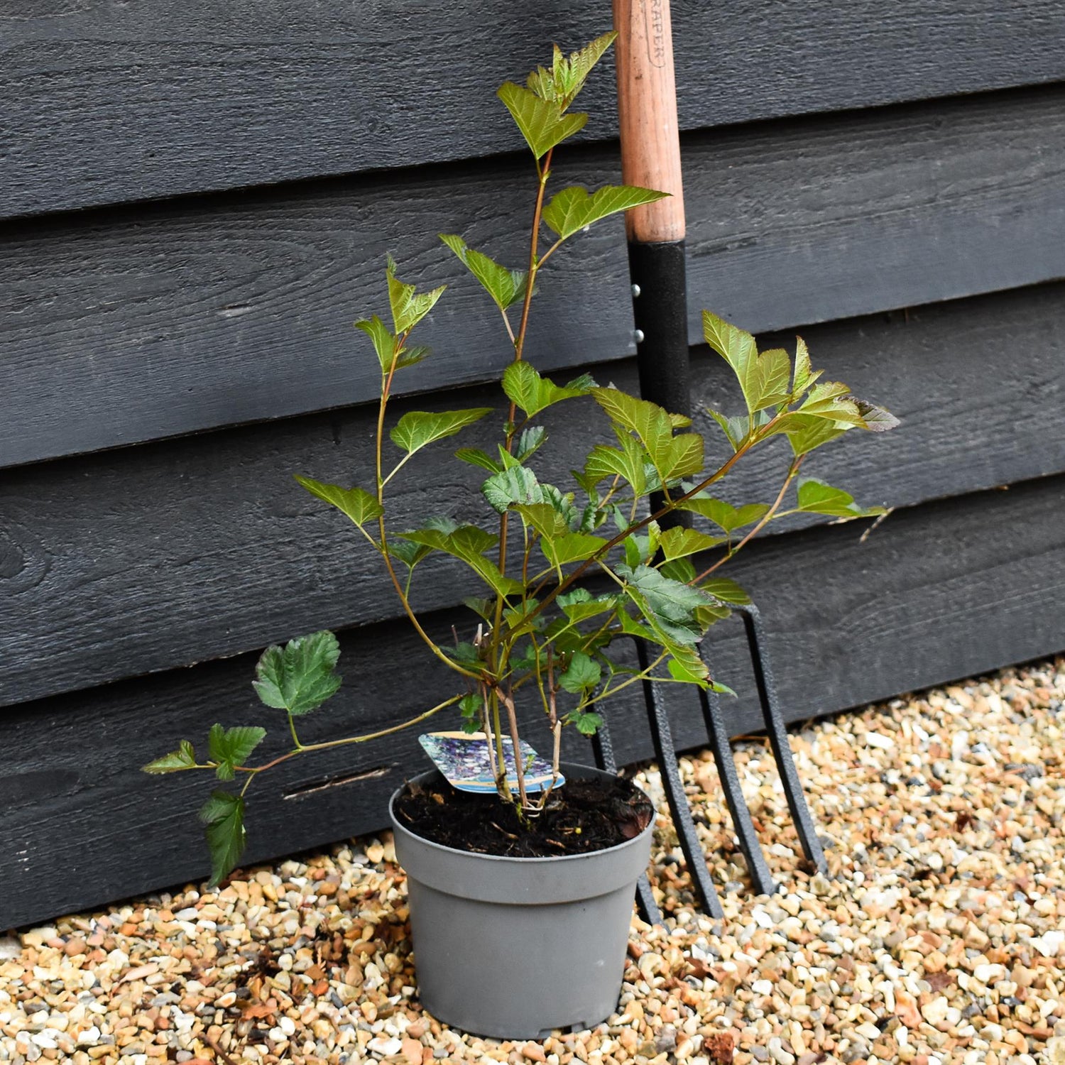 Physocarpus opulifolius 'Diablo' - Shrub - Height 15-25cm - 2lt