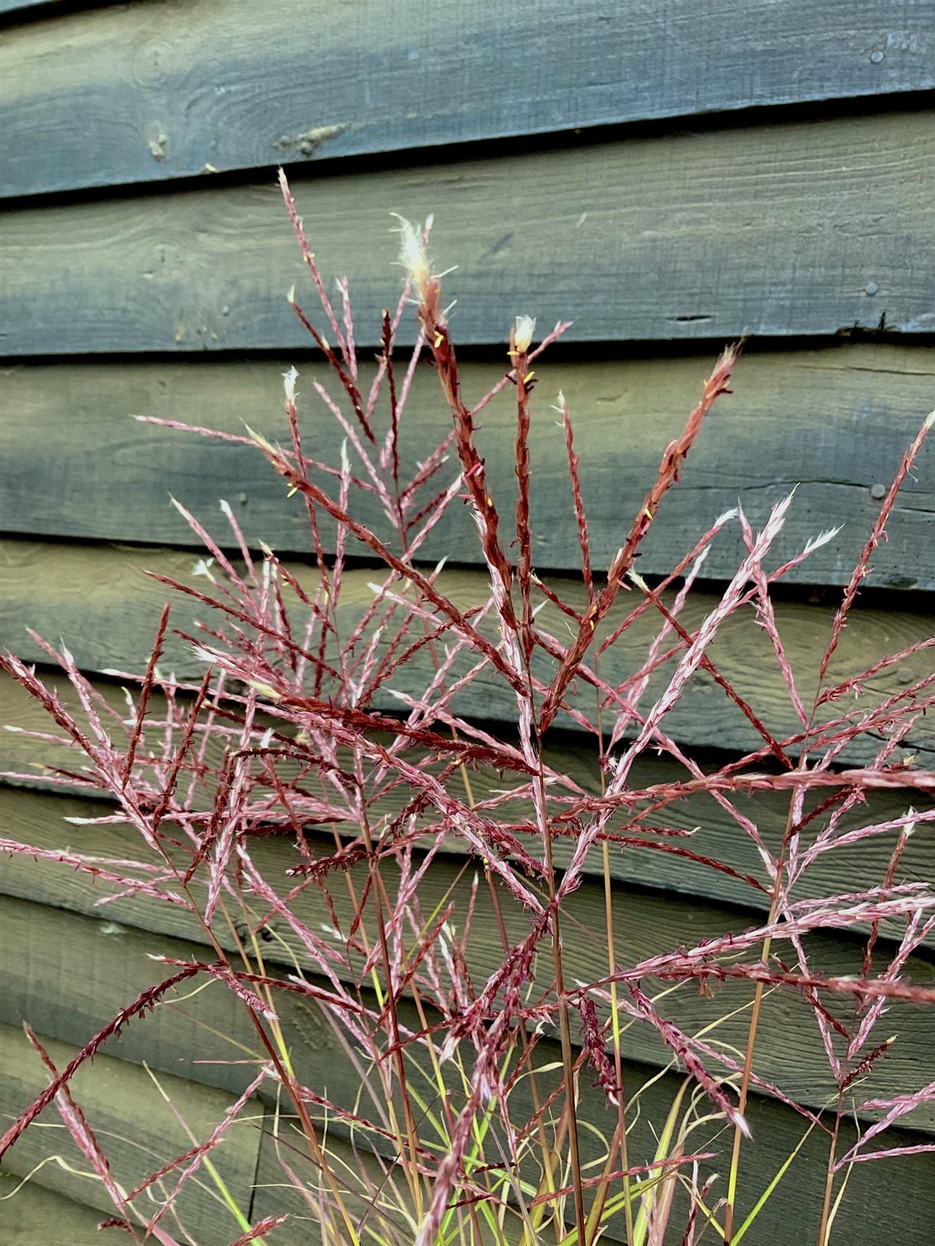 Miscanthus sinensis | Ornamental grass 'Morning Light' - 5lt