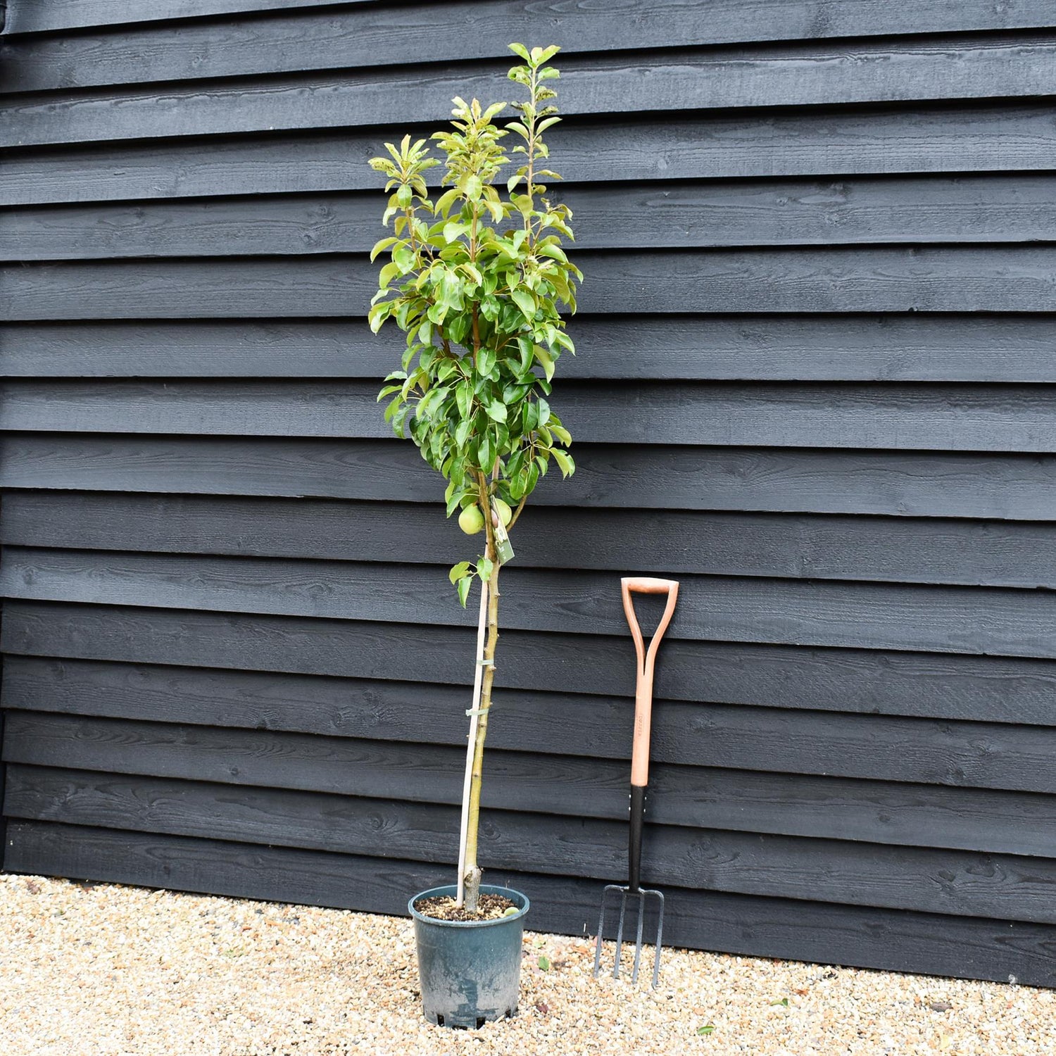Pear 'Beth' | Pyrus communis - 160-170cm - 12lt