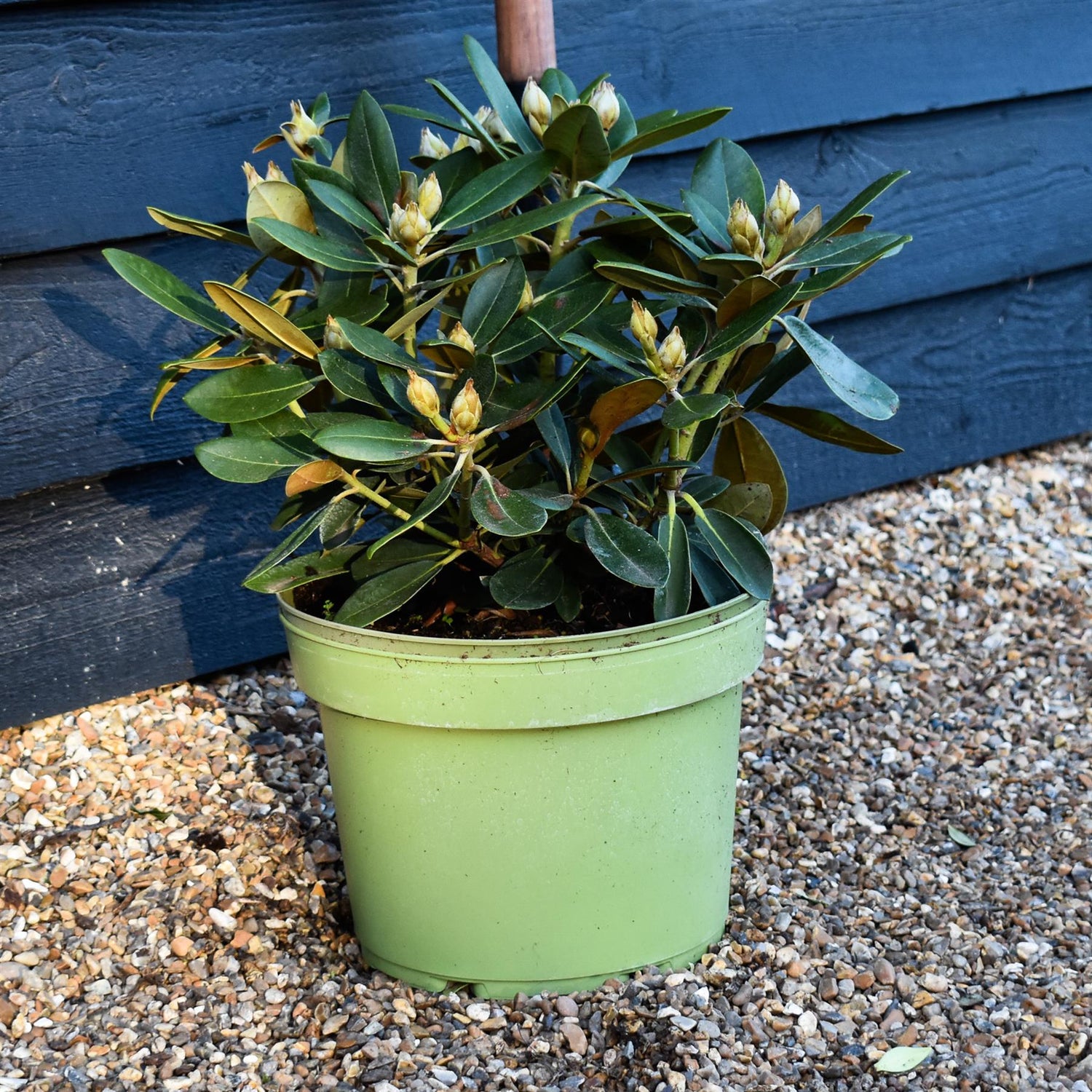 Rhododendron Yakushimanum 'Silberwolke' - Shrub - Height 30-40cm - 10lt