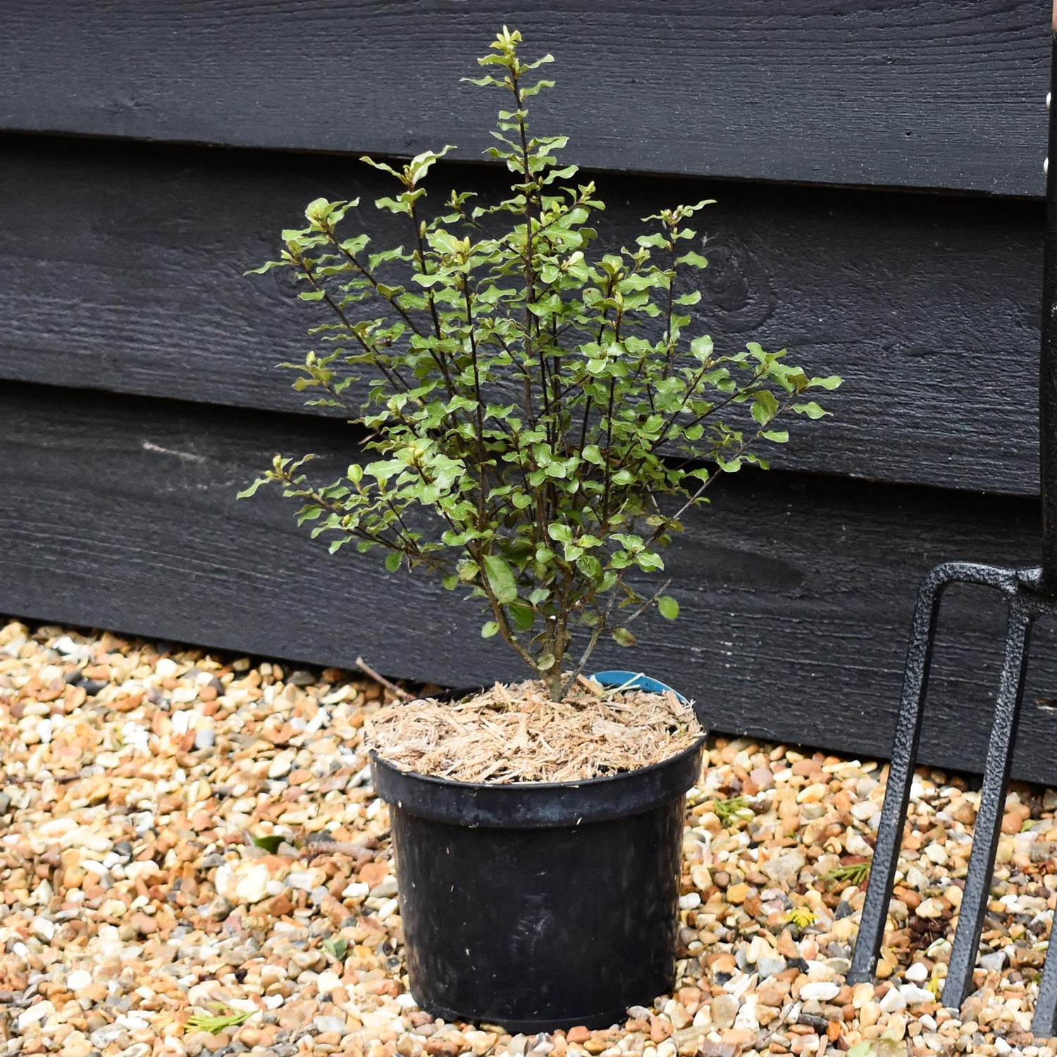 Pittosporum tenuifolium 'Wrinkled Blue' - Height 30-40cm - 2lt