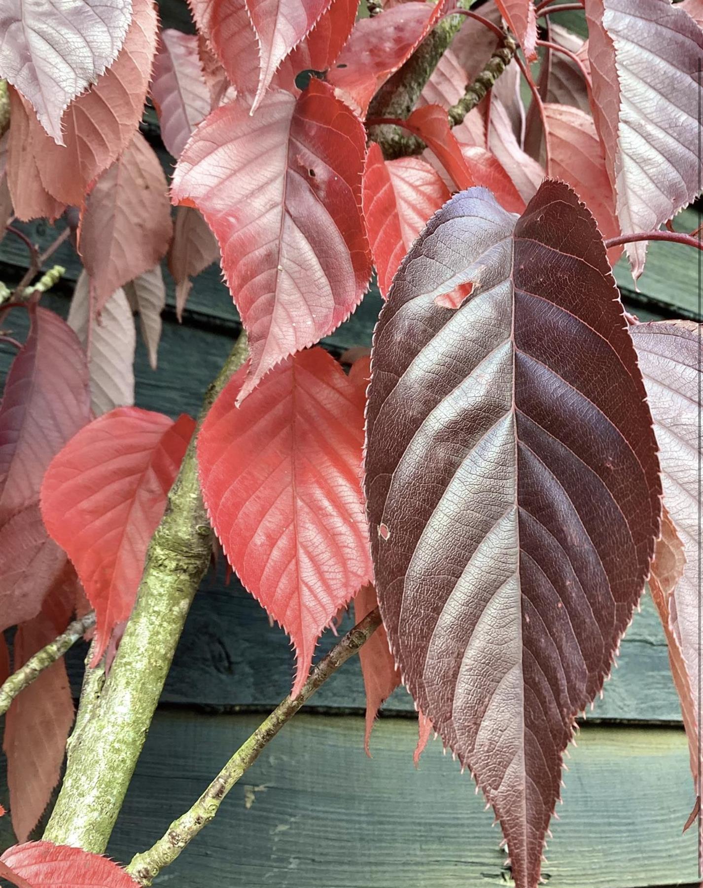 Prunus Royal Burgundy | Cherry 'Royal Burgundy' - 310-340cm, 50lt