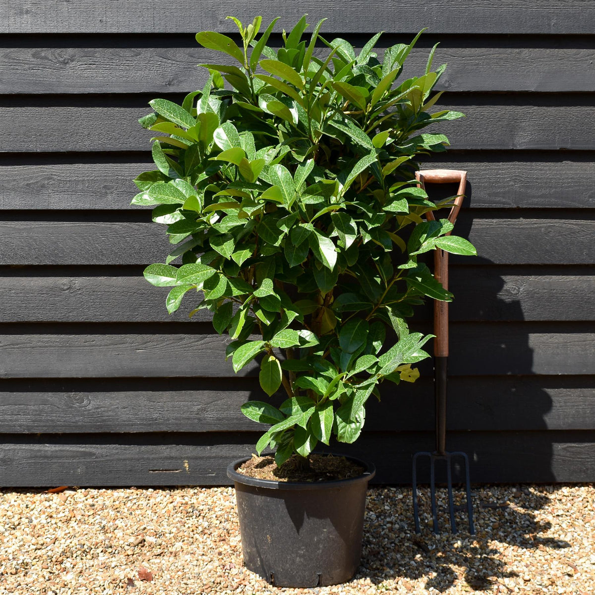 Cherry Laurel | Prunus laurocerasus Rotundifolia  - Instant Hedging - Pot Grown - Height 130-150cm - 20lt