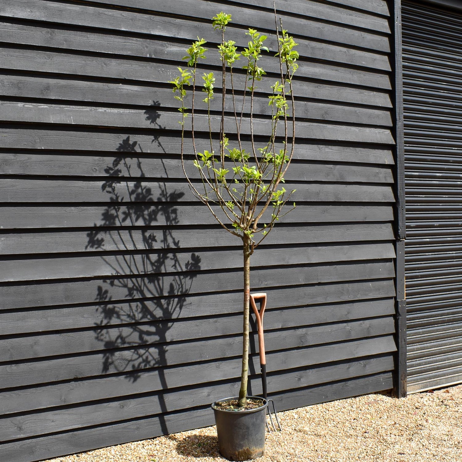 Plum 'Mirabelle de Nancy' | Prunus domestica - Clear Stem 100cm - Height 200-250cm - Girth 12-14cm - 20lt