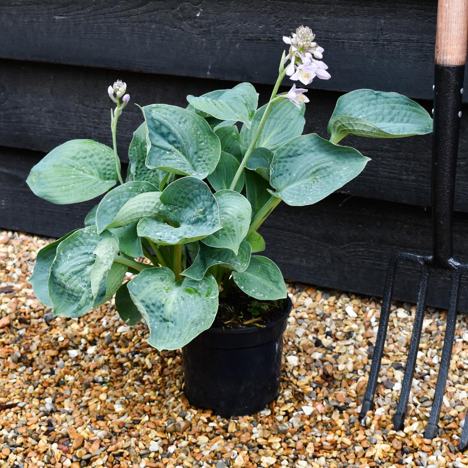 Hosta Big Daddy | Plantain Lily 'Big Daddy' - 10-20cm, 2lt