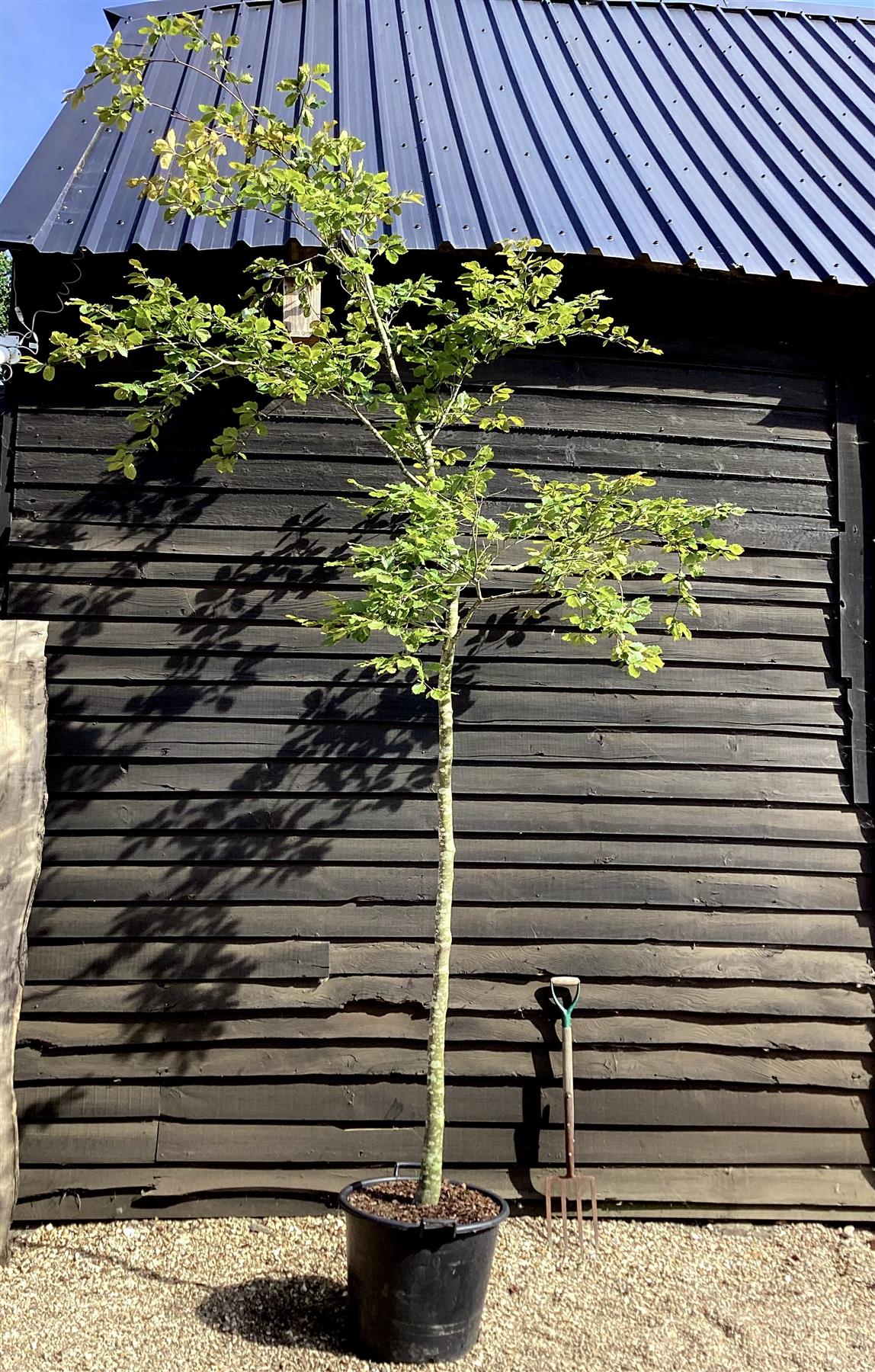 Fagus sylvatica | European Beech - 100lt