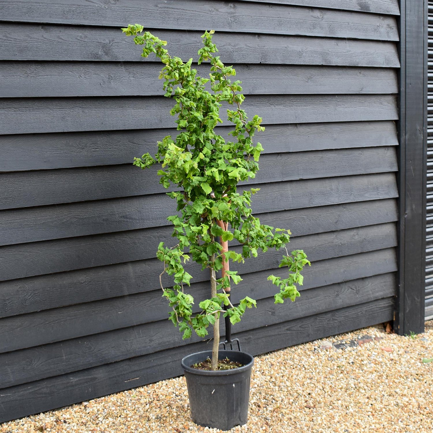 Corylus avellana 'Twister' | Corkscrew Hazel - Quarter Standard - Clear Stem - Height 150-160cm - 18lt