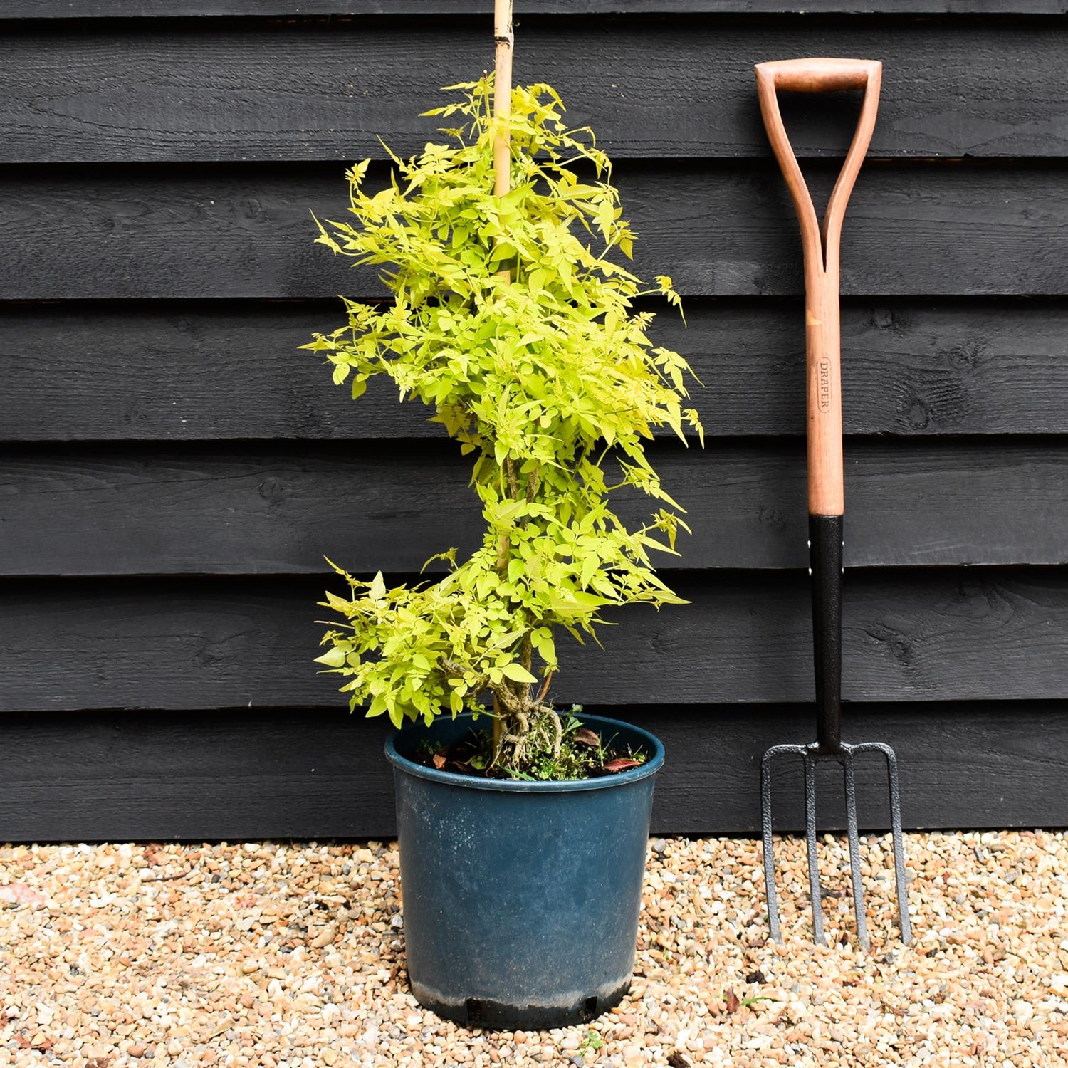 Jasminum officinale 'Fiona Sunrise' - 10lt