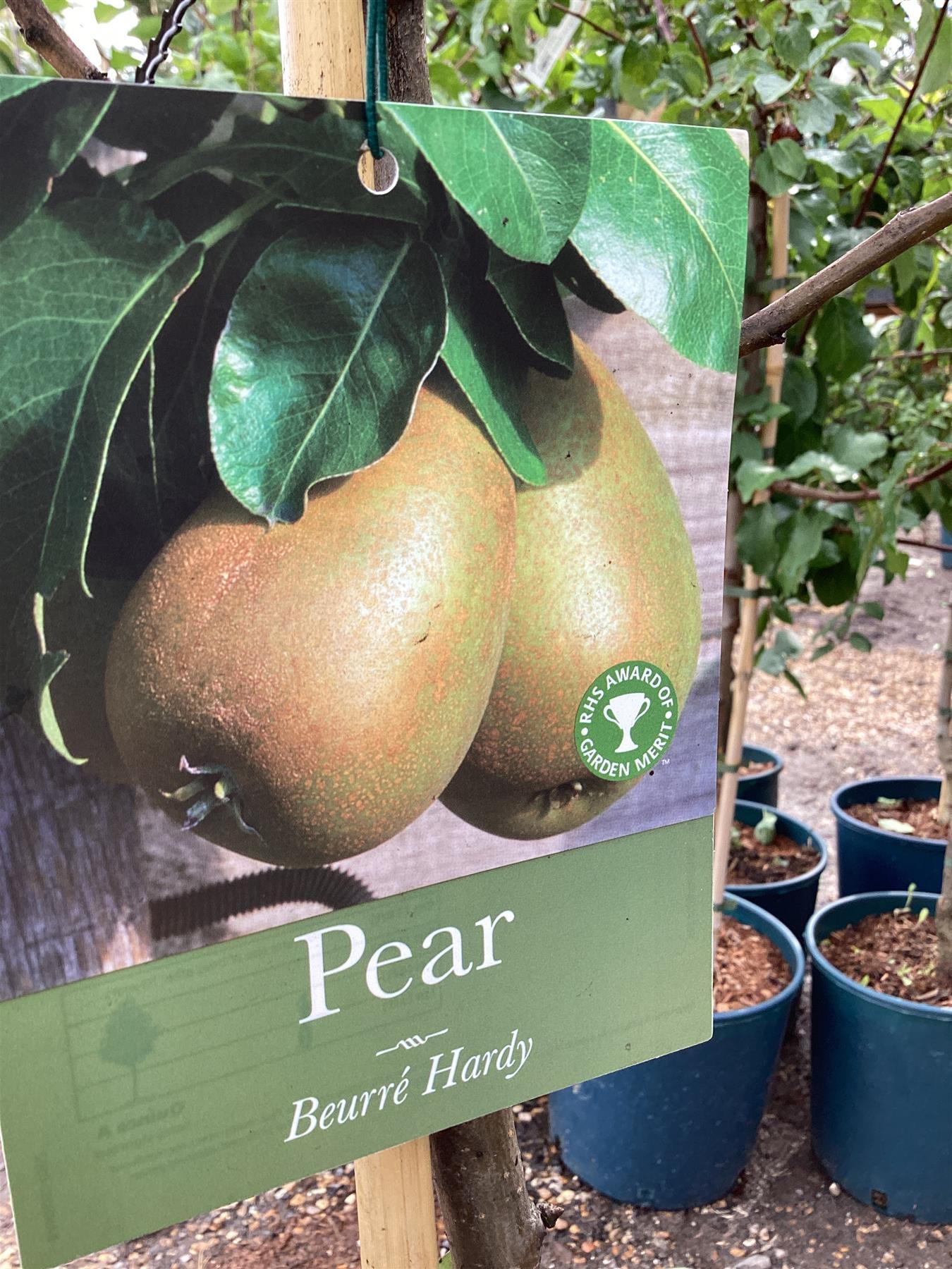Pear 'Beurre Hardy' | Pyrus communis - 150-160cm - 12lt