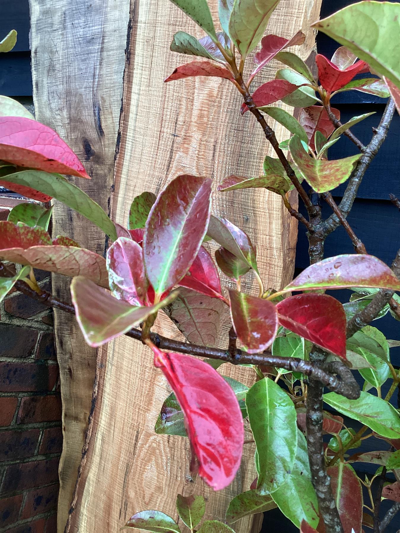 Viburnum tinus Lucidum - 110-120cm, 30lt