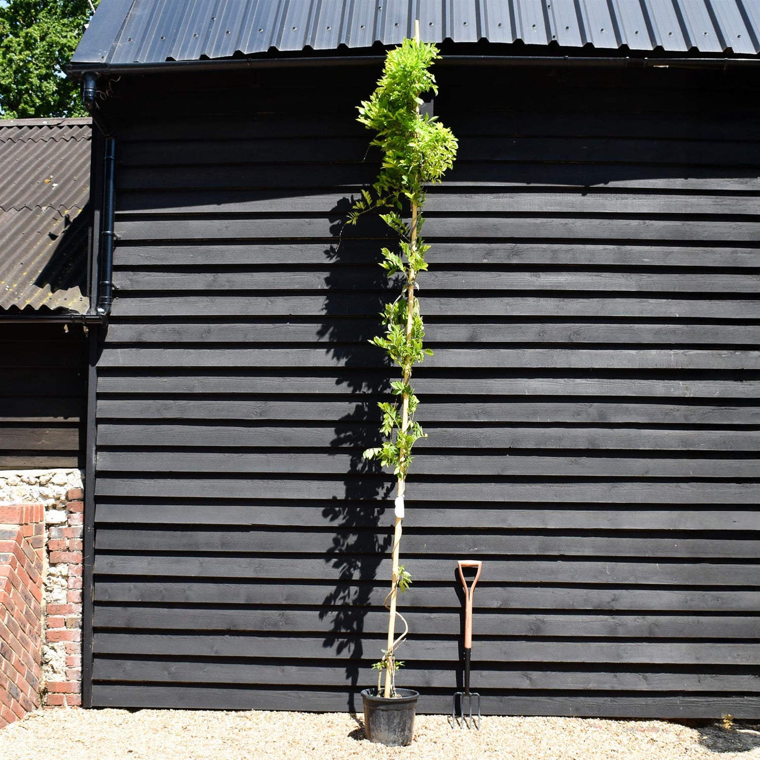 Wisteria Sinensis| Chinese wisteria ' - Cane - 350-380cm - 18lt